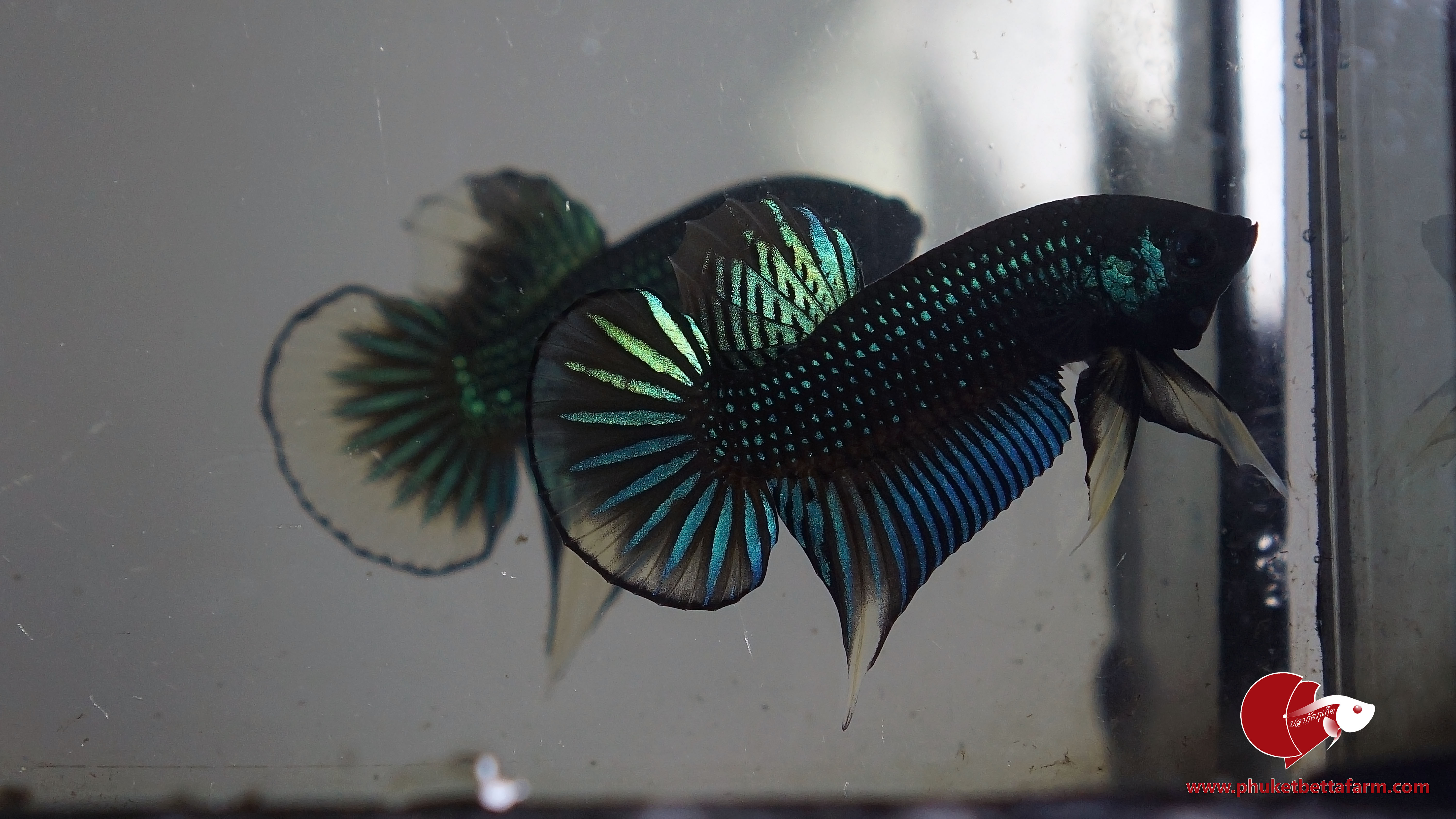 Green Yellow Betta Imbellis ปลากัดป่าภาคใต้เขียววงเหลือง