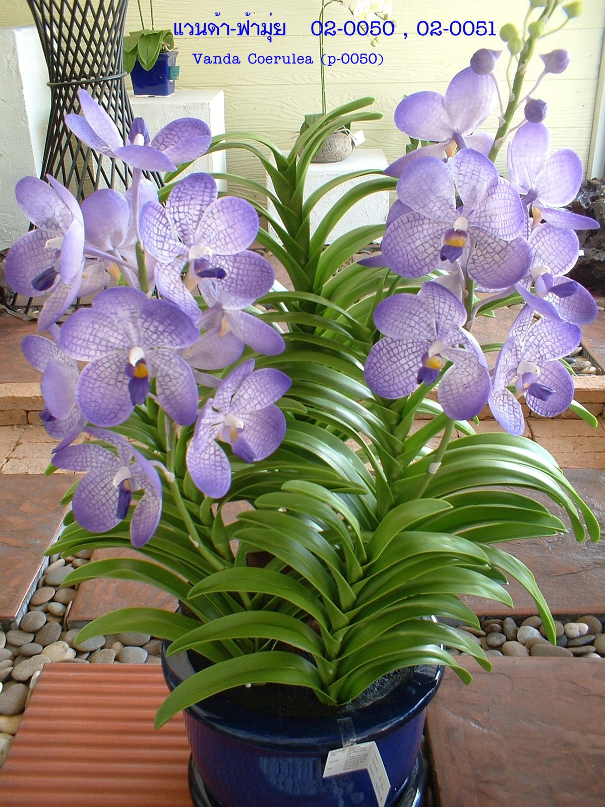 Vanda.coerulea flower (Large)