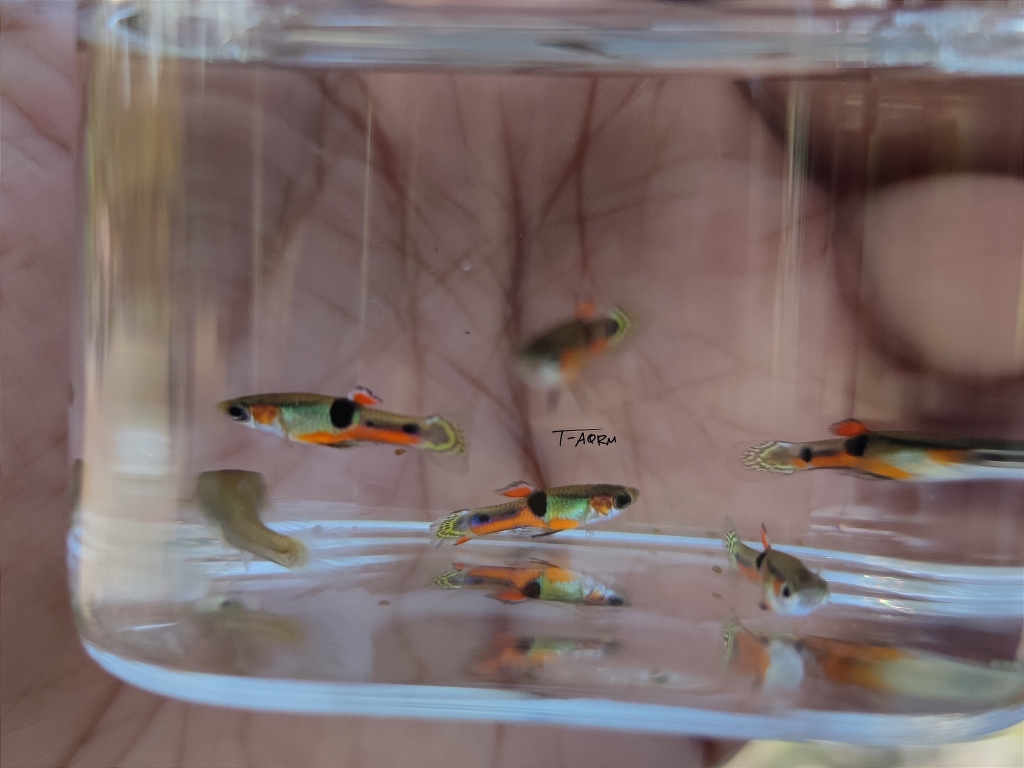 Campoma #29 Pure wingei.1คู่ (ผู้+เมีย)