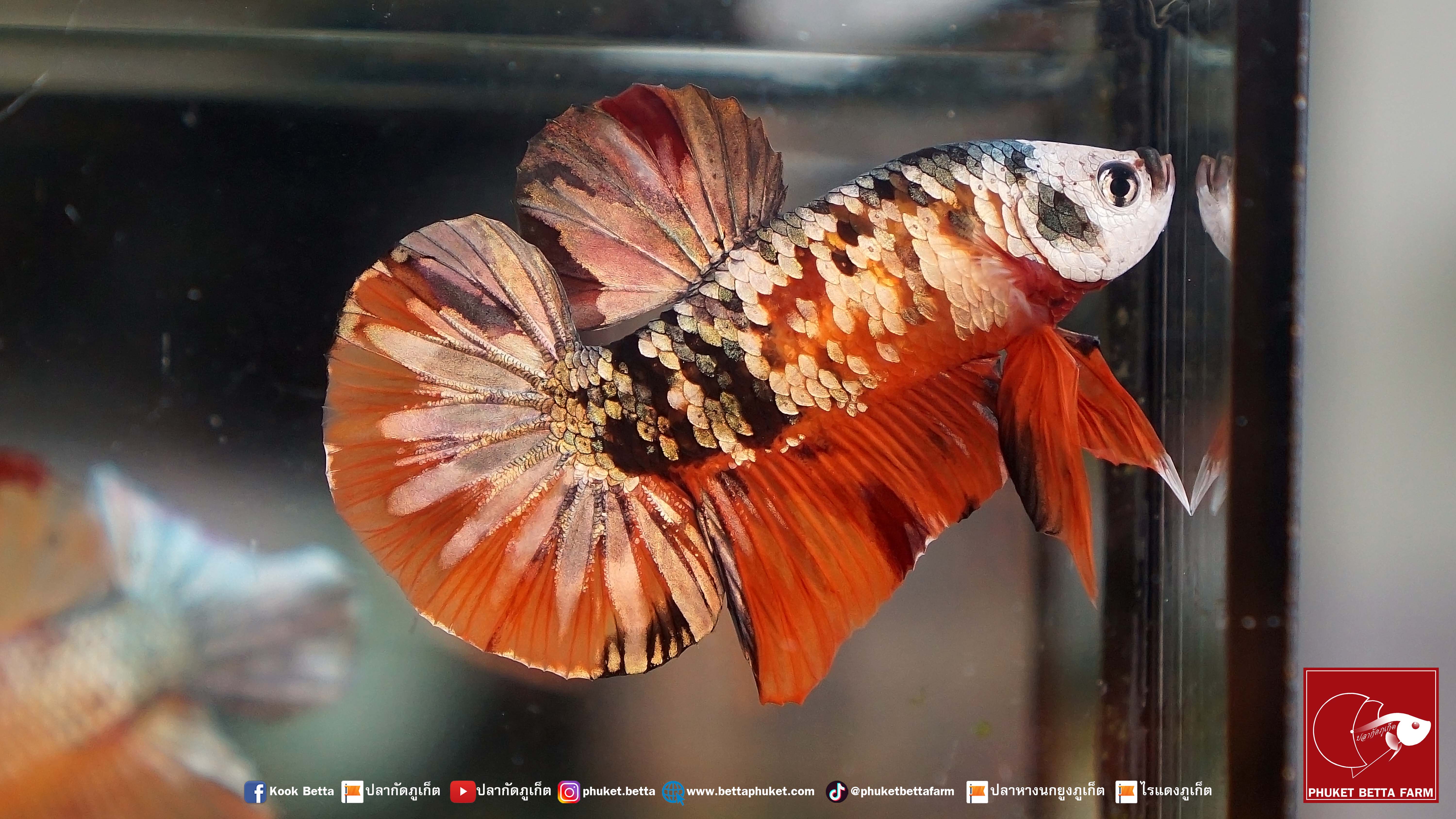 Galaxy Nemo Copper Gold ปลากัดกาแล็คซี่นีโม่คอปเปอร์ มุกทอง