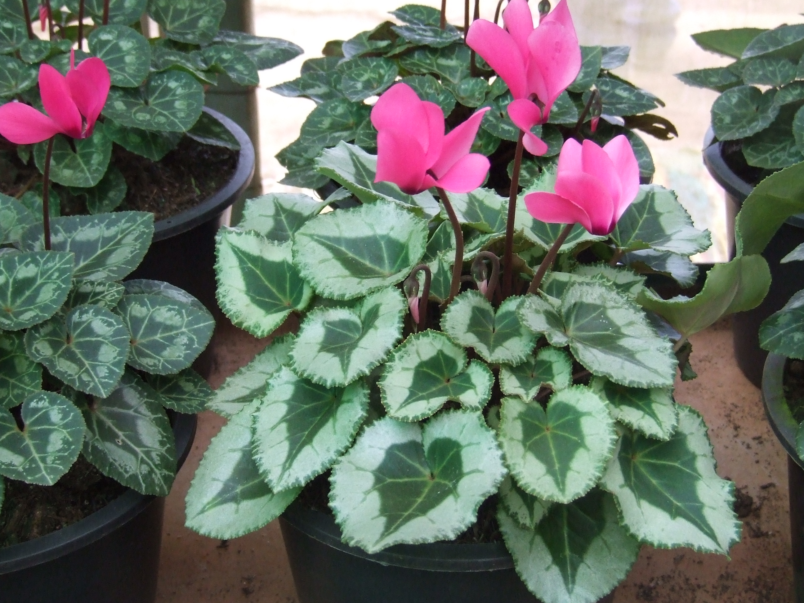 Cyclamen (Super small)