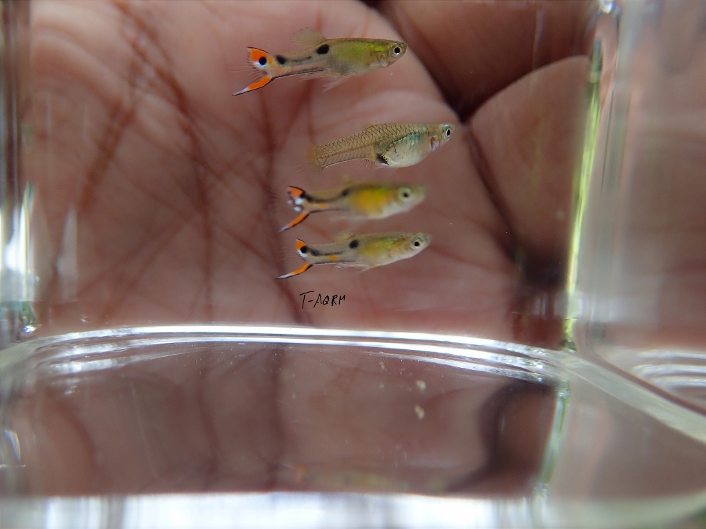 Cumana El Dorado, Pure wingei 1คู่ (ผู้+เมีย)