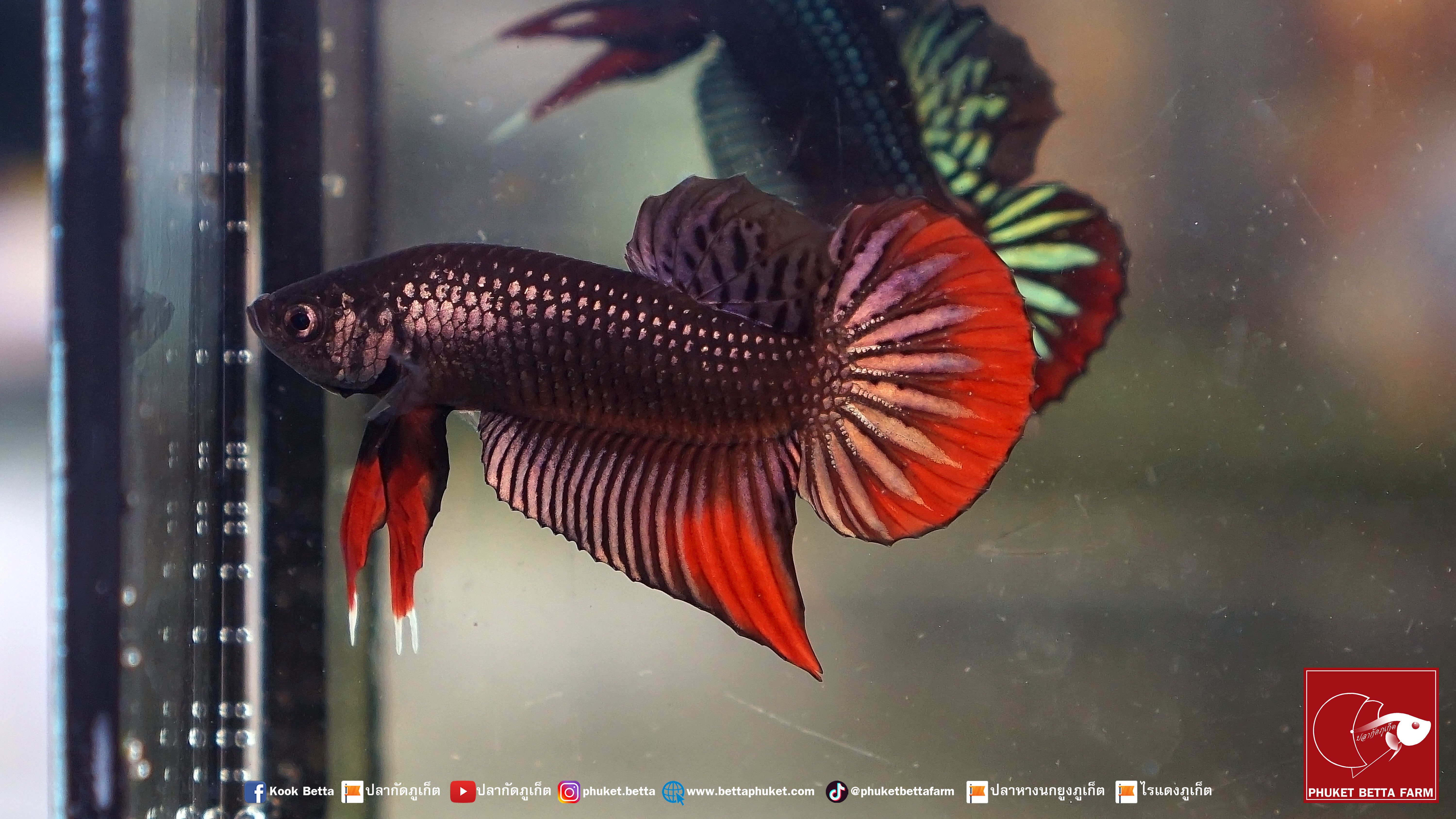 Betta Imbellis ปลากัดป่าภาคใต้