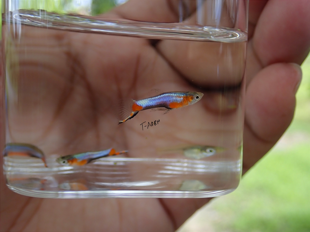 Campoma #47 Blue star, Pure wingei.1คู่ (ผู้+เมีย)