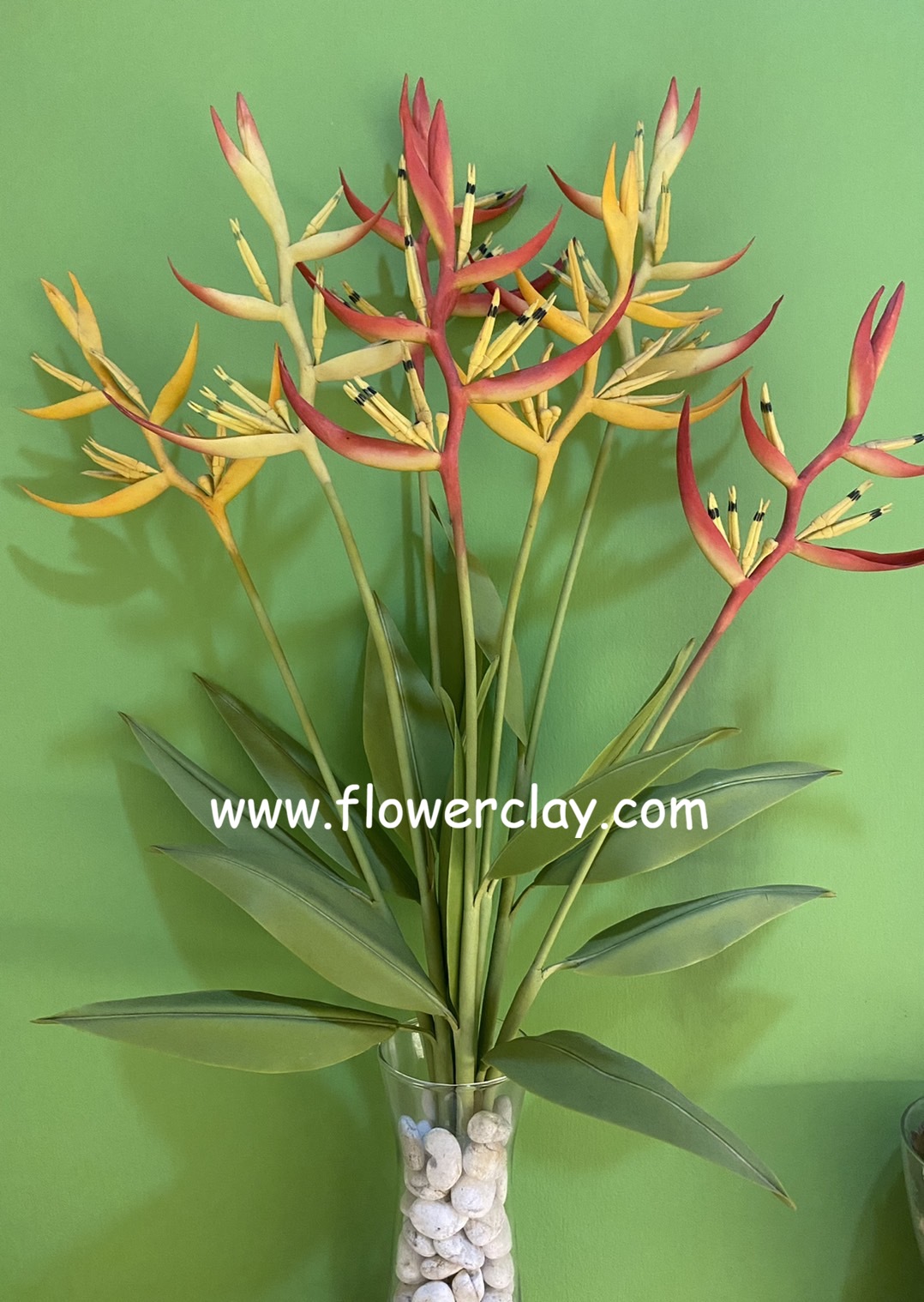 Heliconia Susie (Large)