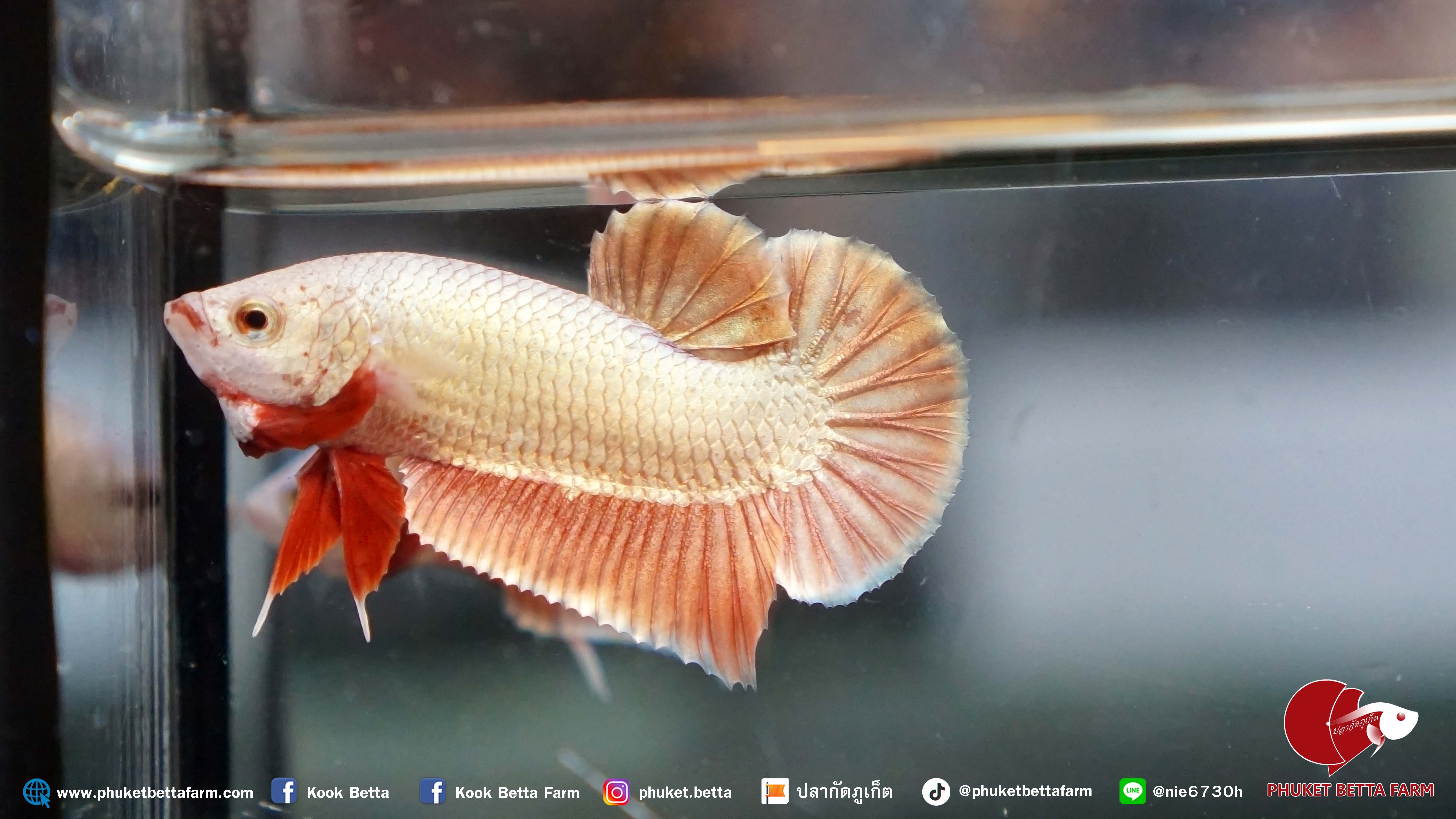 Red Gold ปลากัดทองแดง