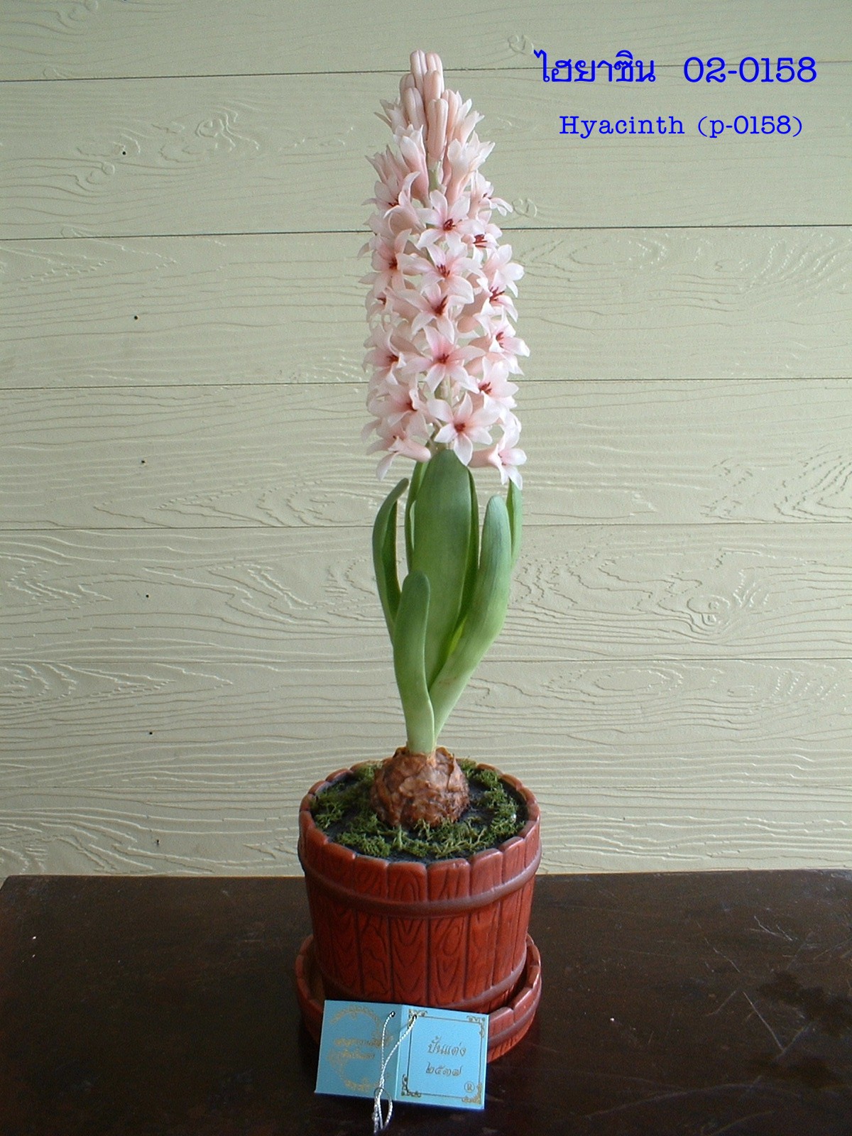 Hyacinth