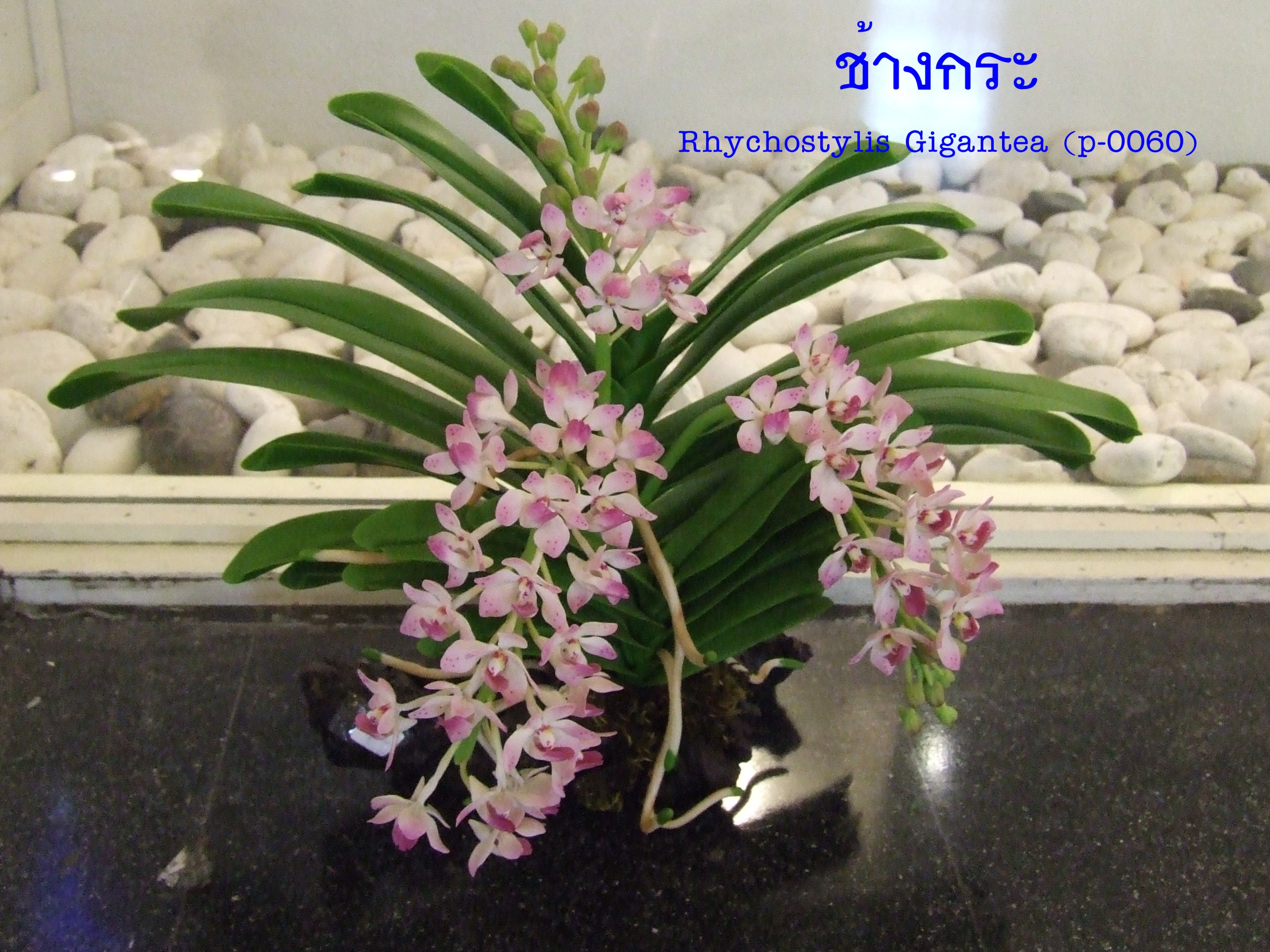 Rhynchostylis gigantea leaf (small)