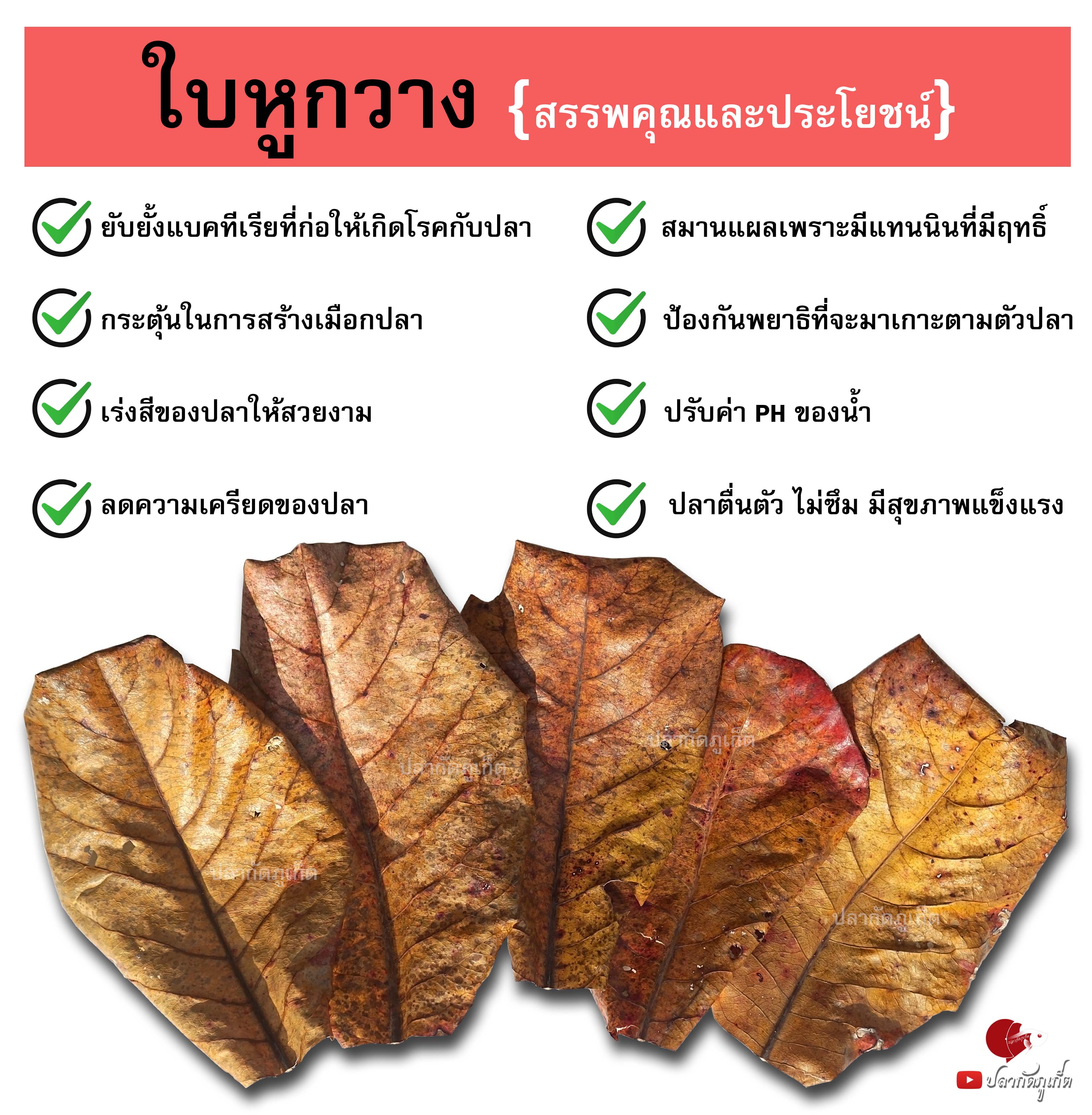 ใบหูกวาง