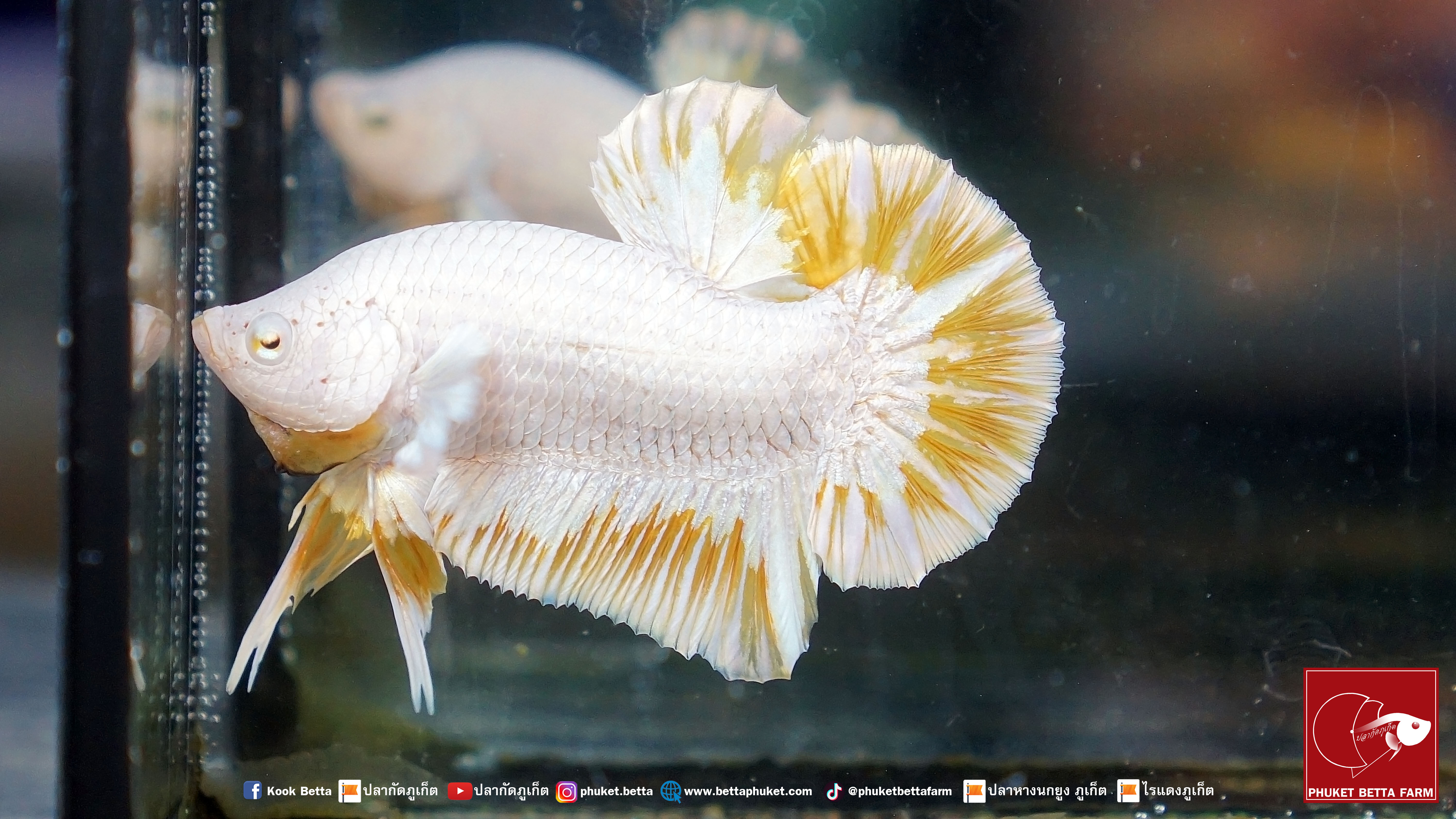 Yellow Dragon Snow เยลโล่ดราก้อนสโนว์