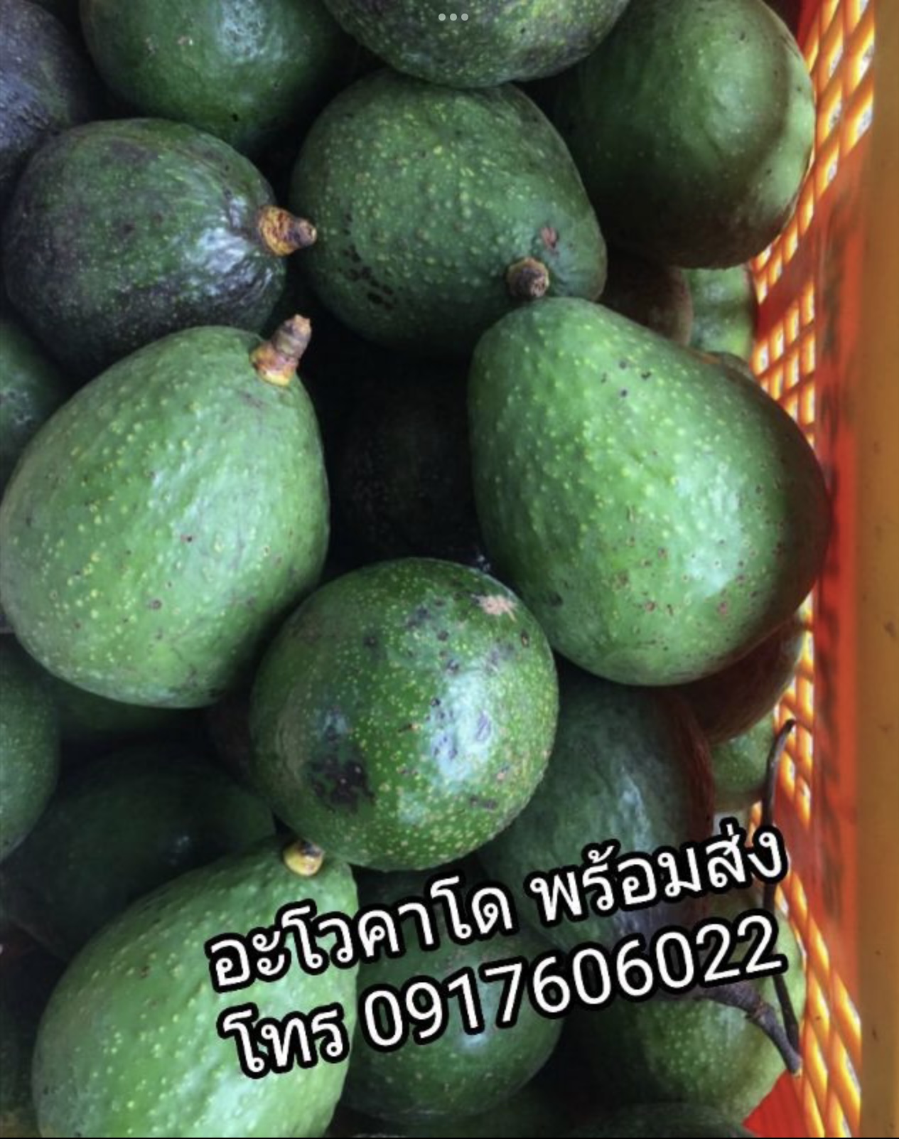อะโวคาโด้ อะโวคาโด อโวคาโด้ อโวคาโด avocado อะโวคาโด้พื้นเมือง อะโวคาโด้พม่า อโวคาโด้พม่า อะโวคาโด้ไทย อะโวคาโด้เวียดนาม อโวคาโด้เวียดนาม อโวคาโด้ไทย อโวคาโด้คัดเกรด อะโวคาโด้อร่อย ผลไม้เมืองเหนือ อโวคาโด้พม่า