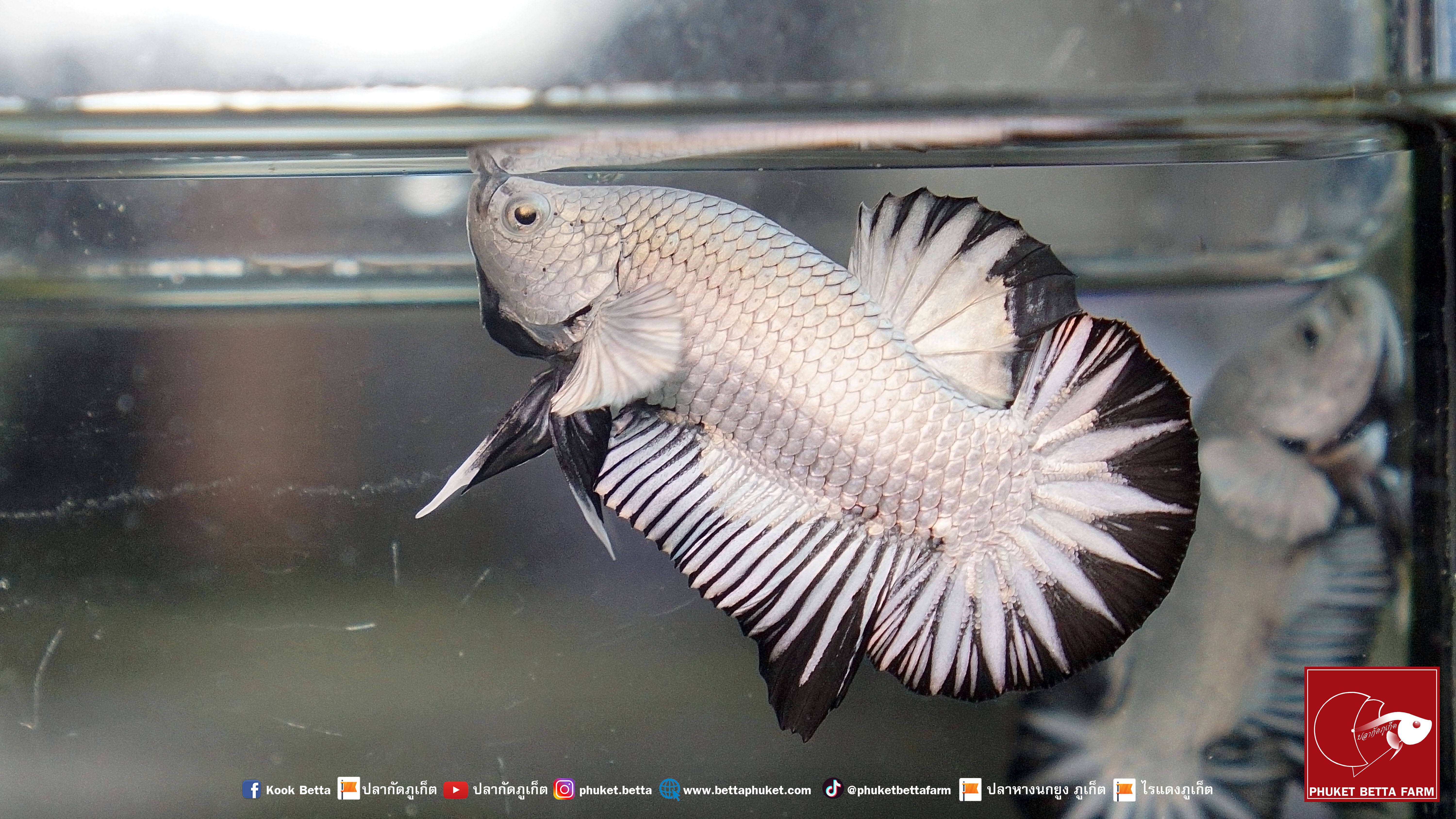 Black Dragon Snow Star Tail แบล็คดราก้อนสโนว์ หางดาว