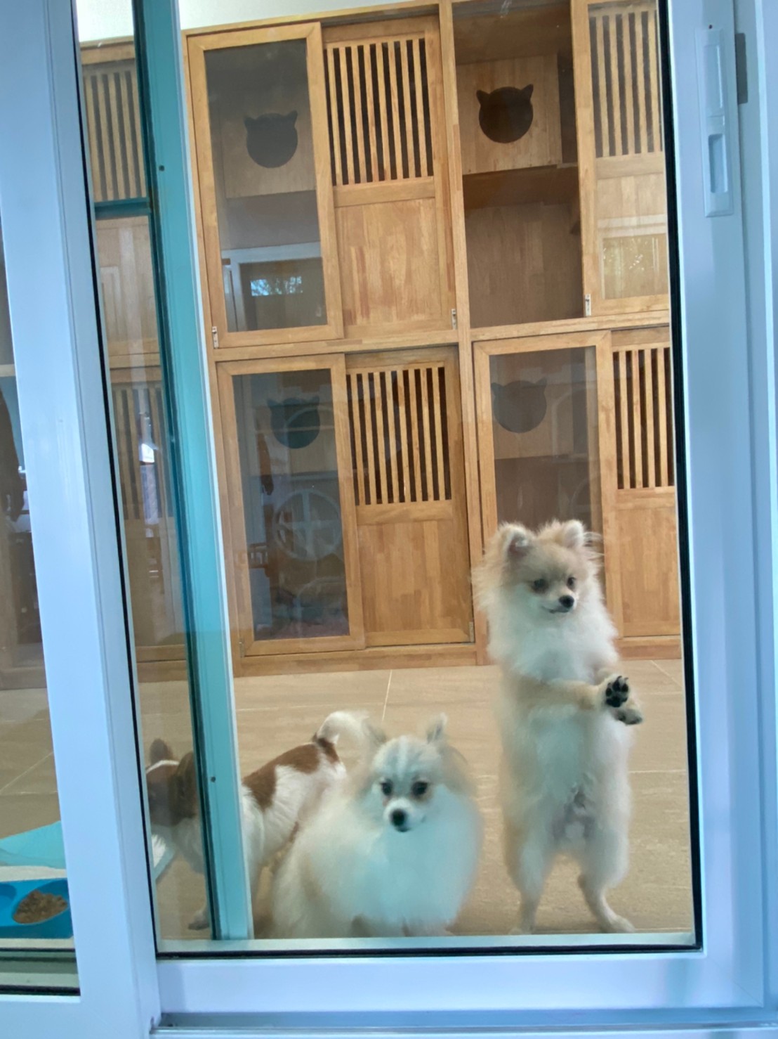 บิ้วท์อินคาเฟ่น้องหมาน้องแมว โรงแรมแมว (ชิลล์ดีว่าคาเฟ่ Chill De Va Cafe)