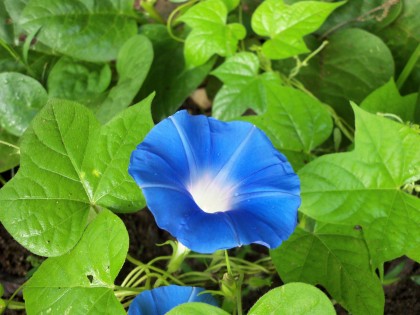 Morning Glory leaf (small)