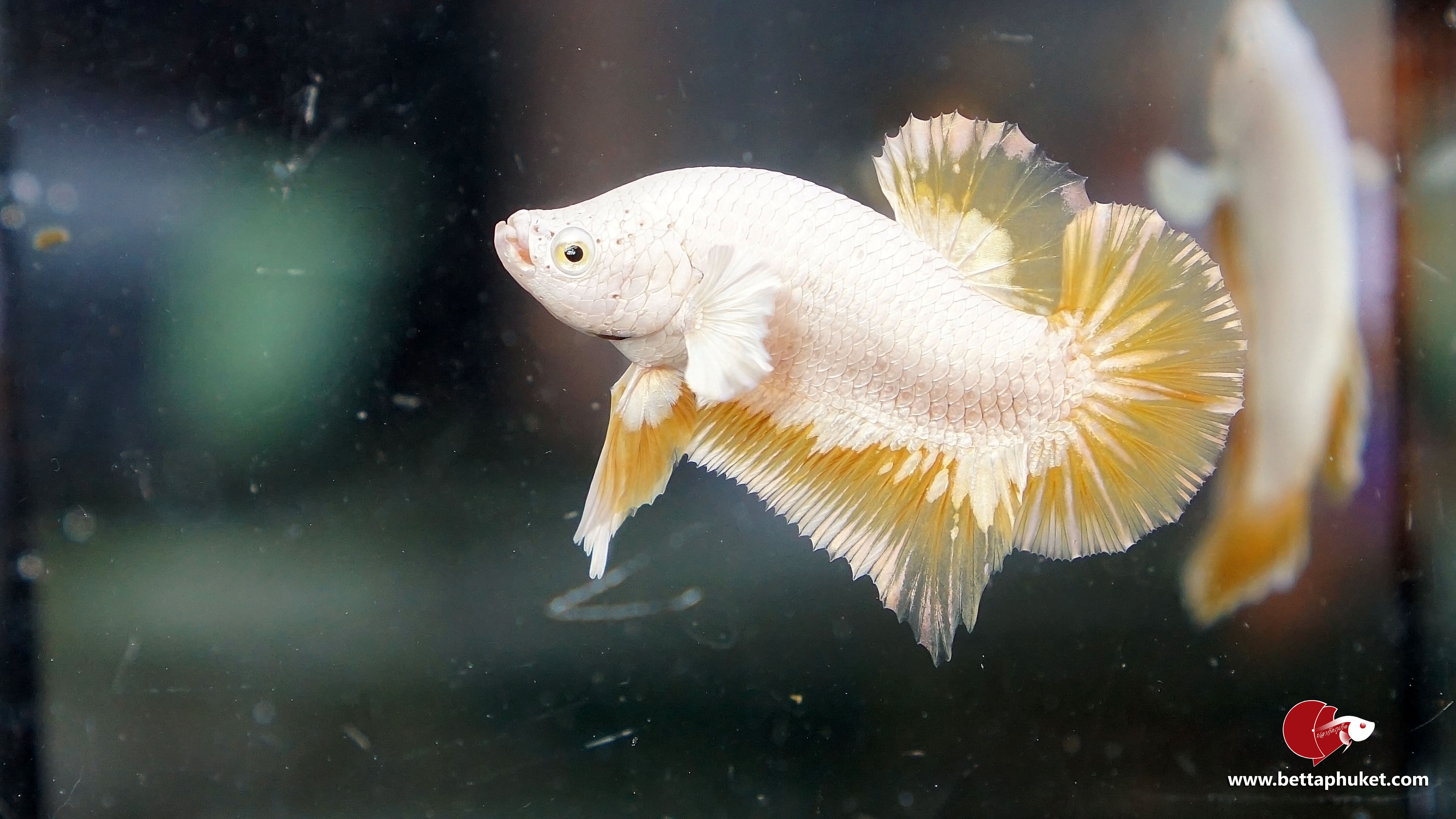 Yellow Dragon Snow เยลโล่ดราก้อนสโนว์