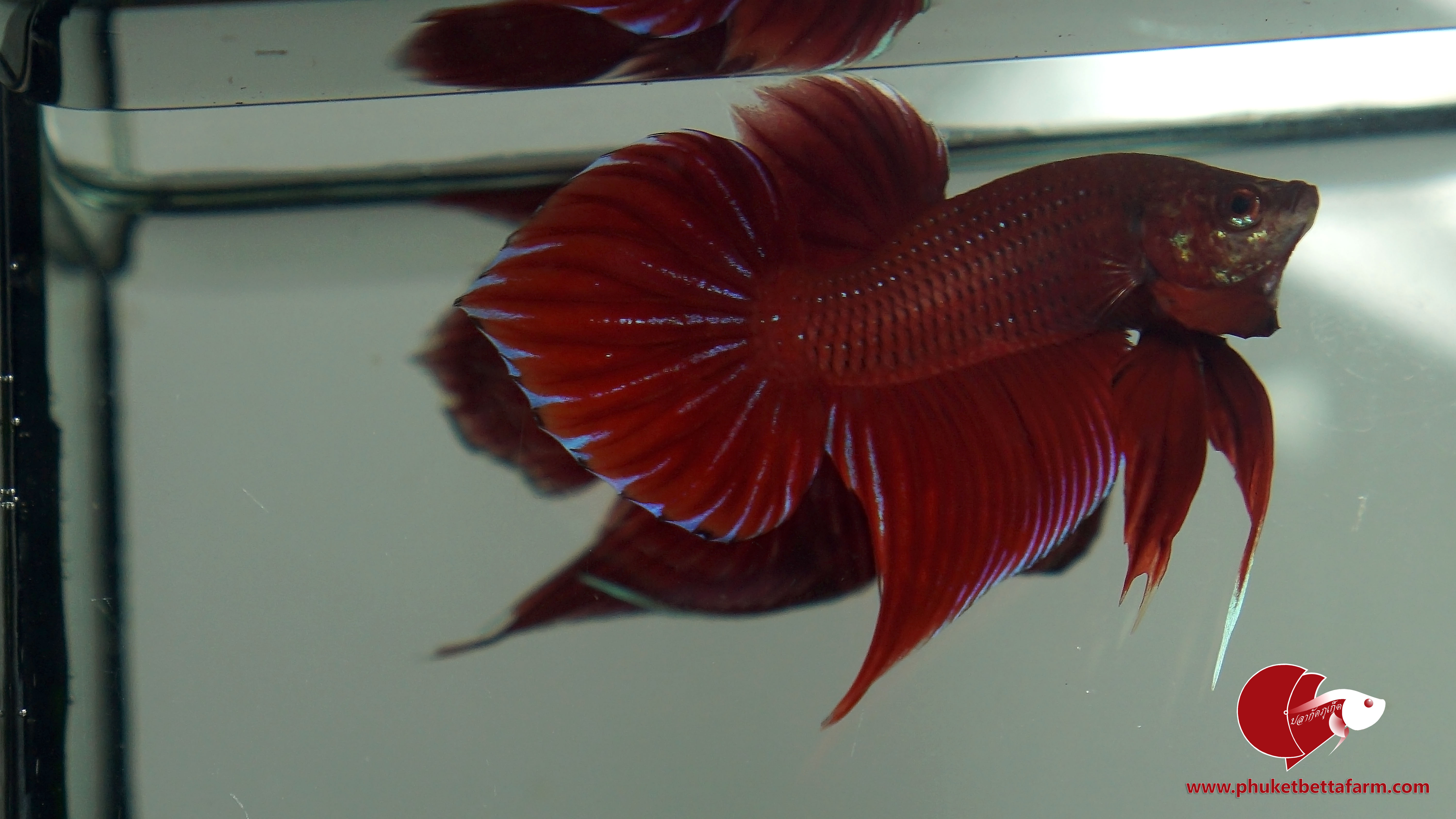 Red Benjarong ปลากัดป่าเเดงเบญจรงค์
