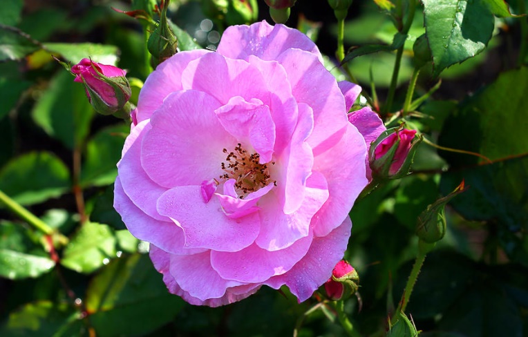 Wild rose