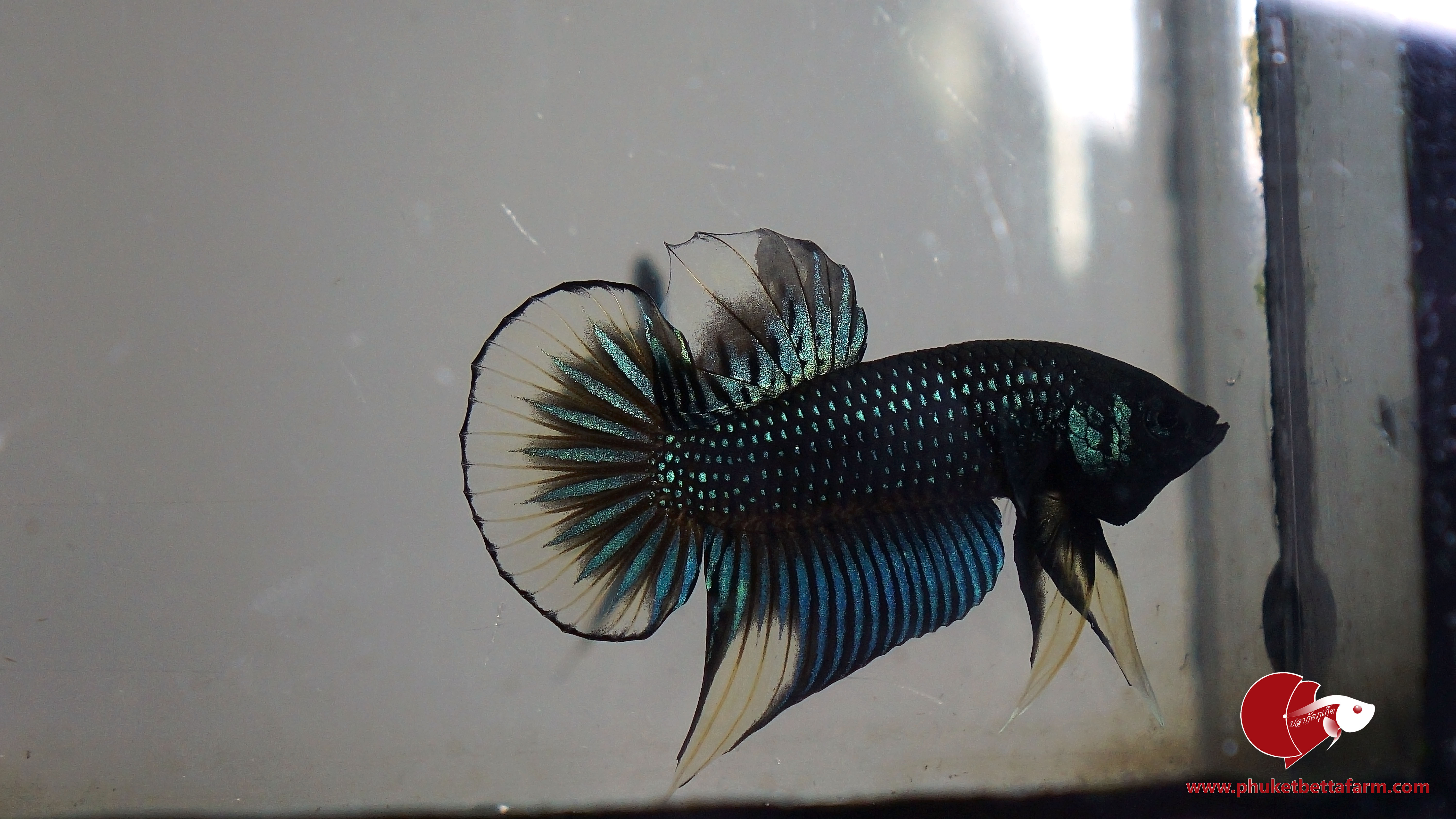 Green Yellow Betta Imbellis ปลากัดป่าภาคใต้เขียววงเหลือง