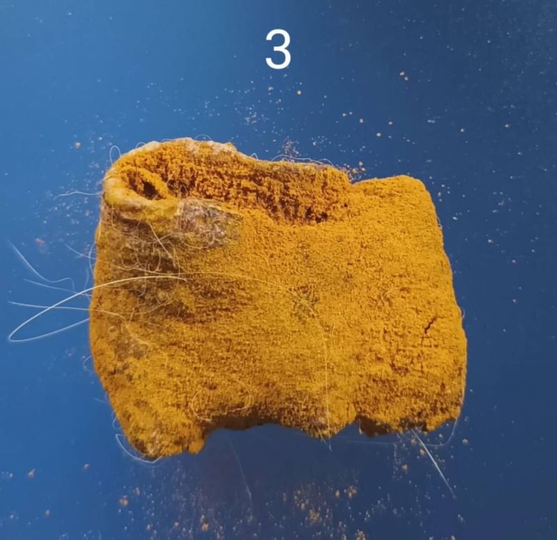 รกแมว เครื่องรางของขลังจากธรรมชาติ