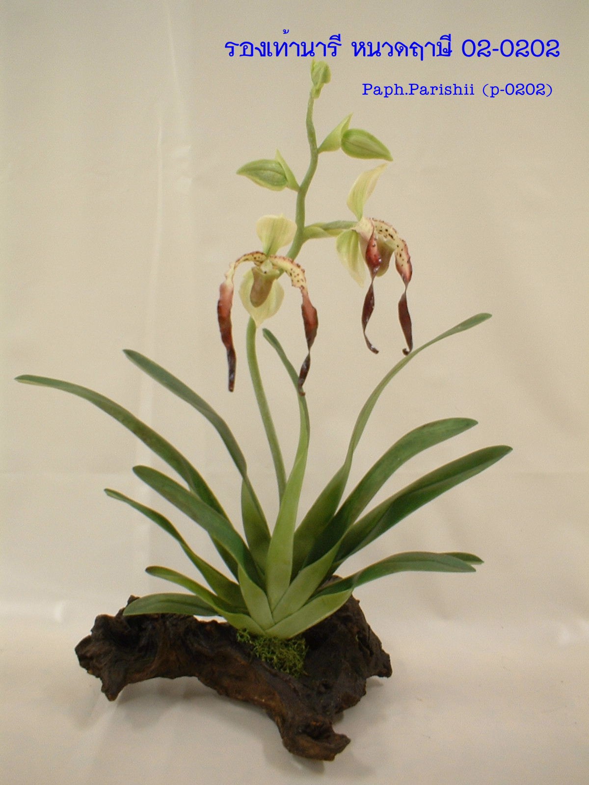 Paph.Parishii (Large)