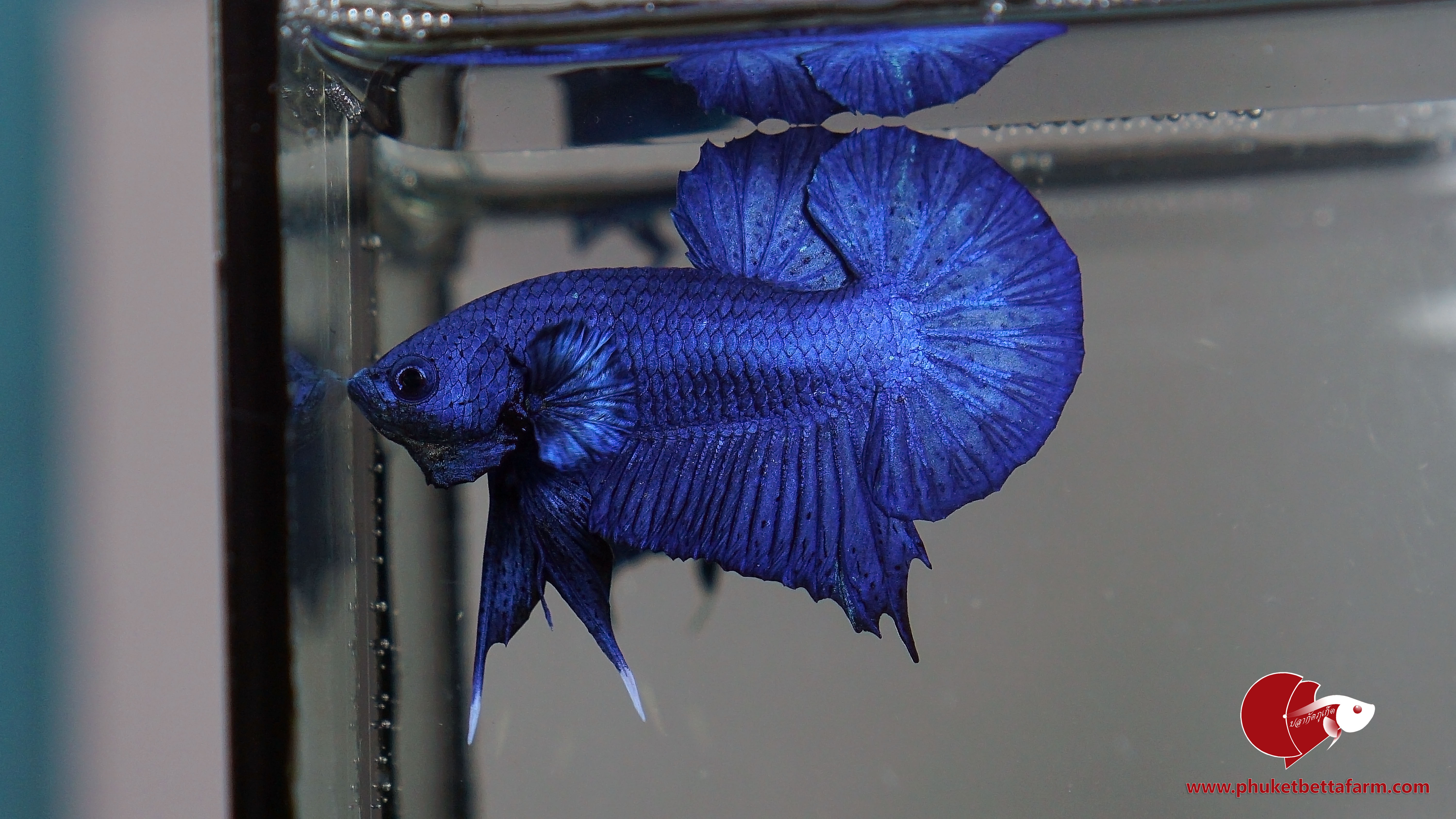 Super Blue Metallic ปลากัดซุปเปอร์บลูเมทัลลิค