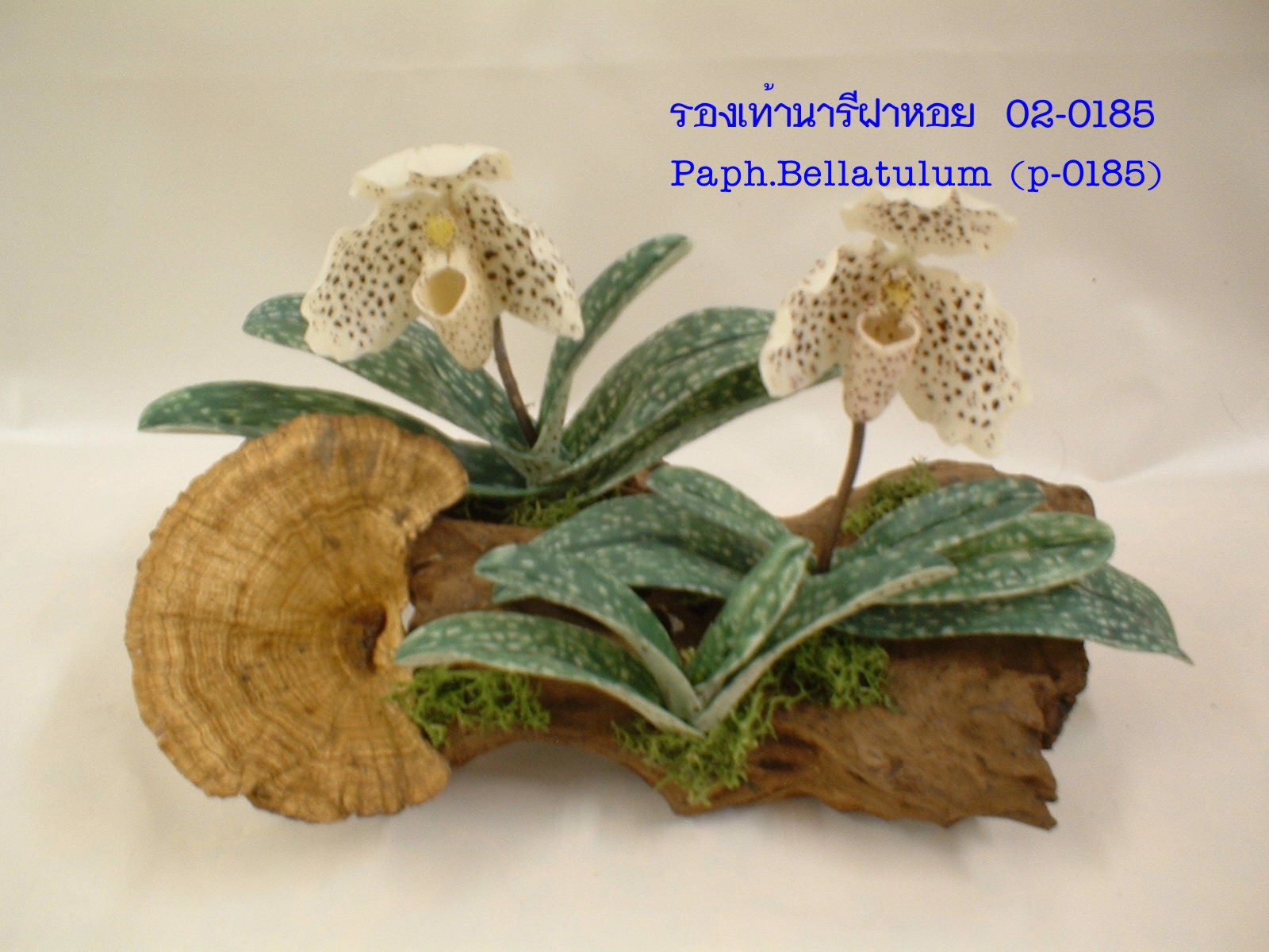 Paph. bellatulum (Large)