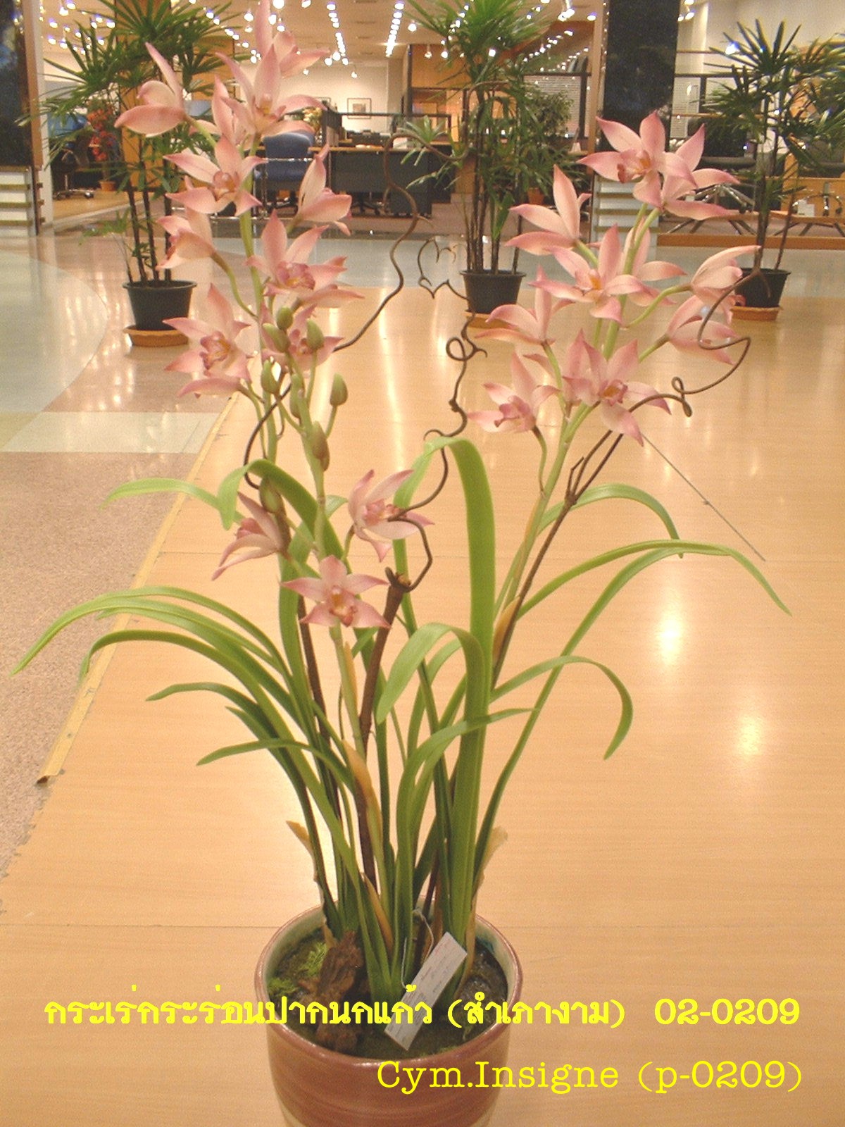 Cymbidium insigne