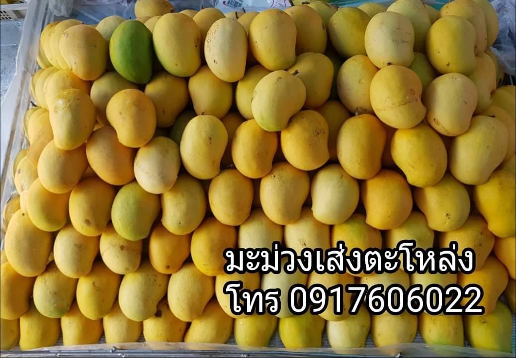 มะม่วงพม่า เส่งตะโลง เซงตะโลง เส่งตะโหล่ง เซงตะโหล่ง มะม่วงของพม่า มะม่วงอร่อย ขายส่งมะม่วง mango 芒果 စိန်တလုံးသရက်သီး