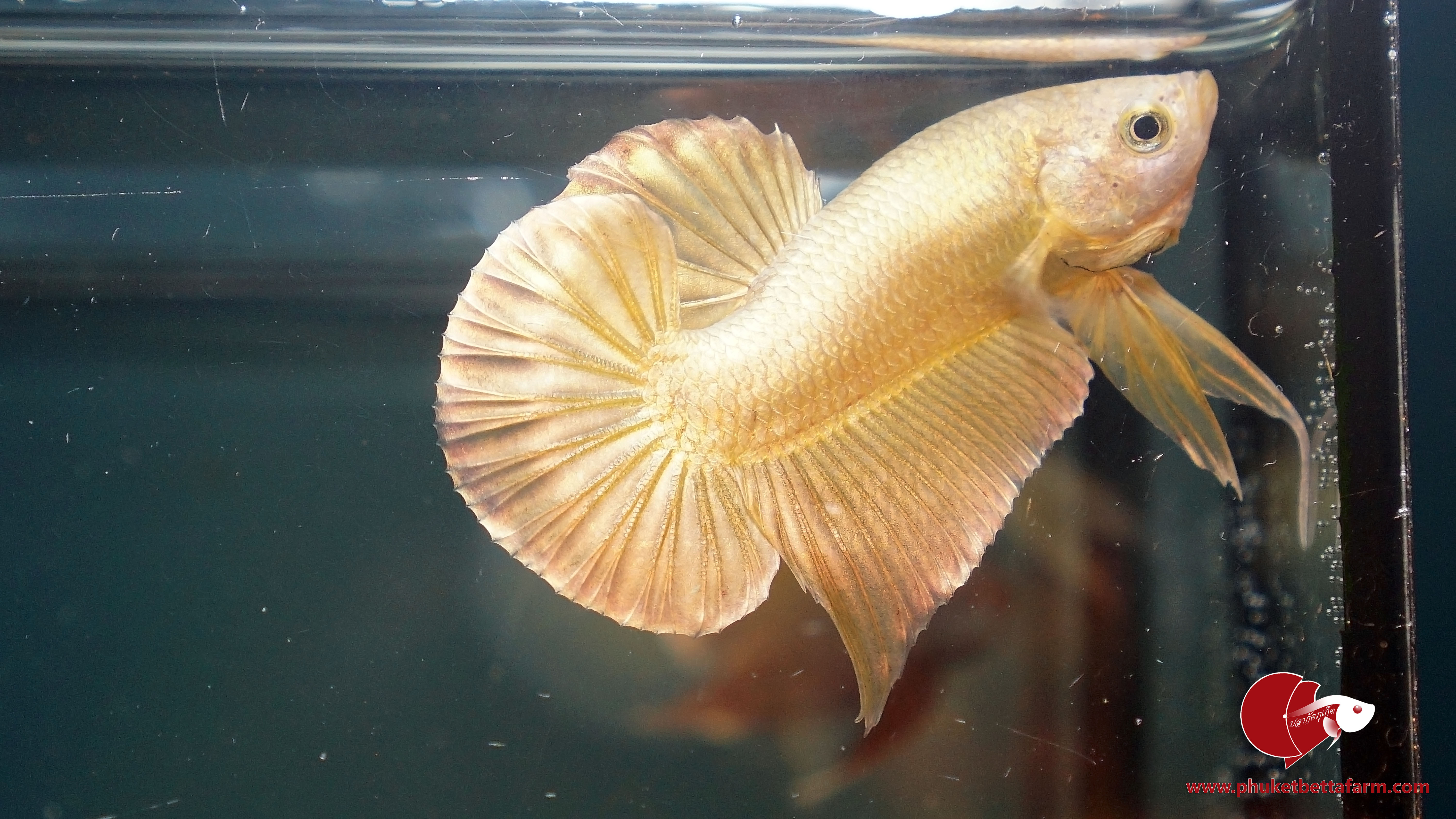 Super Gold ปลากัดสีทอง
