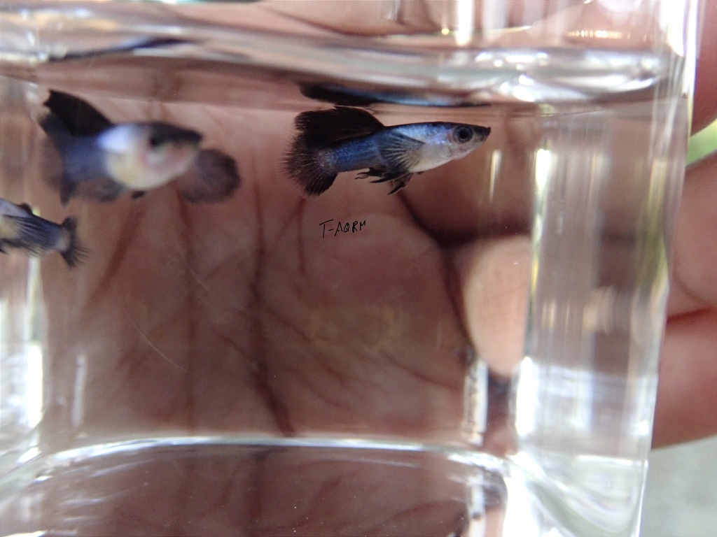 Mini Panda fancy guppy 1คู่ (ผู้+เมีย)