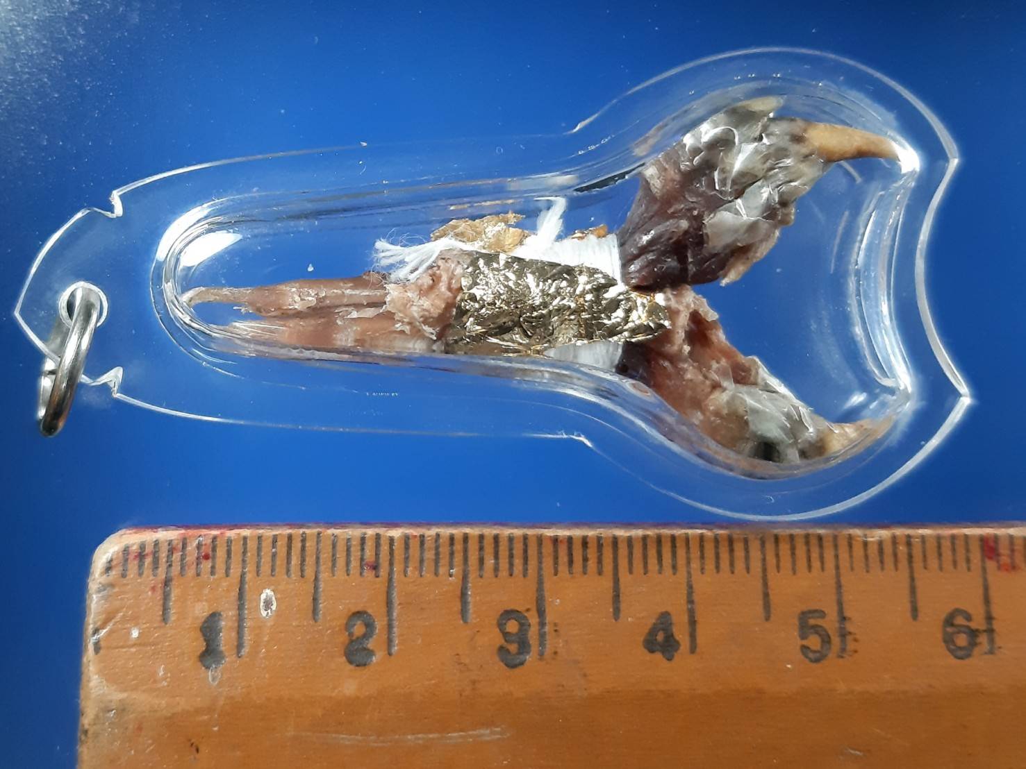 เดือยงูเหลือม เครื่องรางอาถรรพ์ ด้านโชคลาภ ทำมาหากิน และเสี่ยงโชค ลาภลอย ของแท้ครับ (โทรสอบถามครับ)