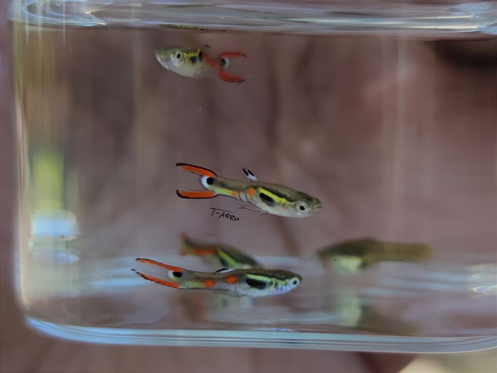 Campoma #30 Pure wingei.1คู่ (ผู้+เมีย)