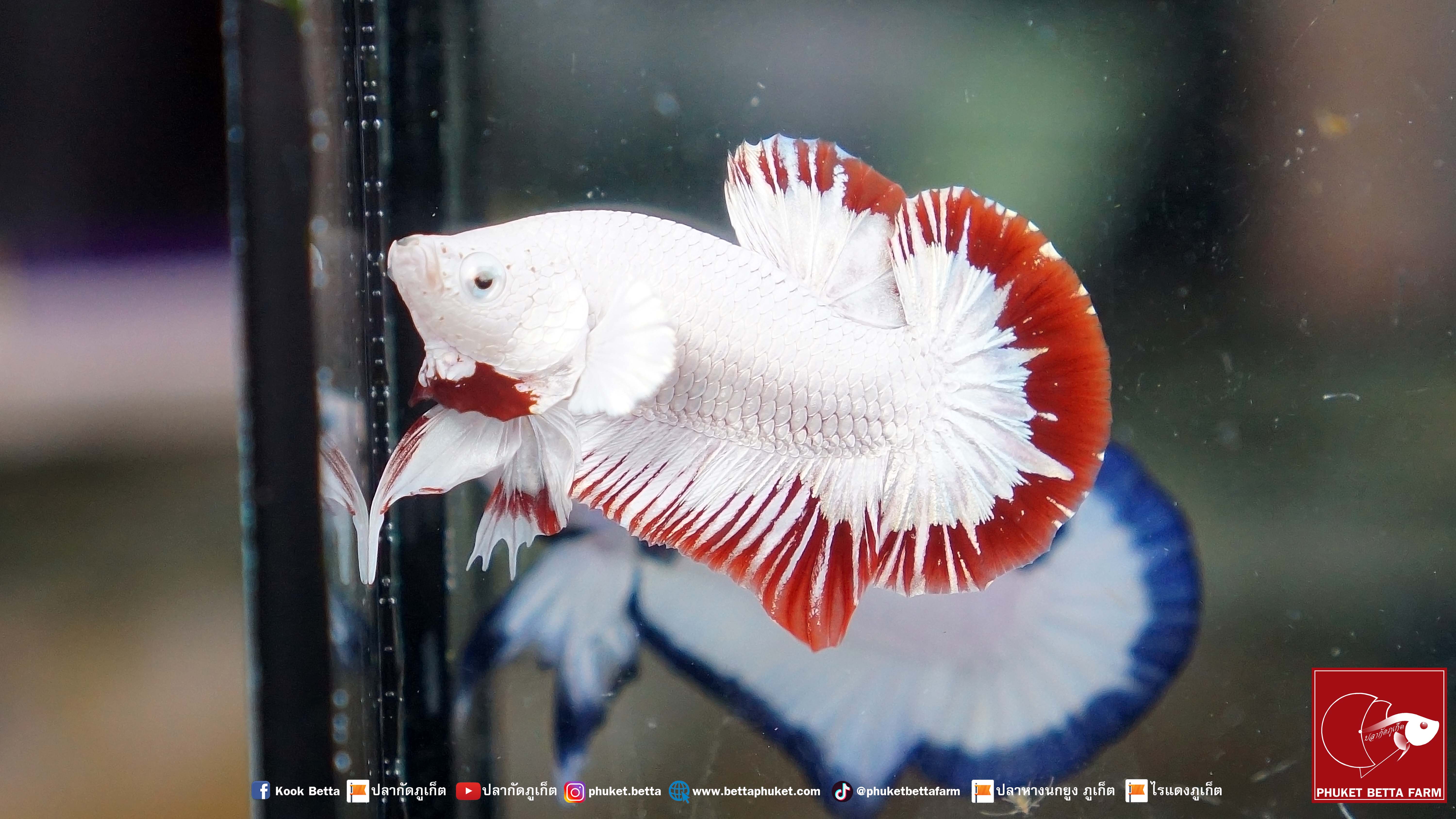 Red Dragon Snow เรดดราก้อนสโนว์