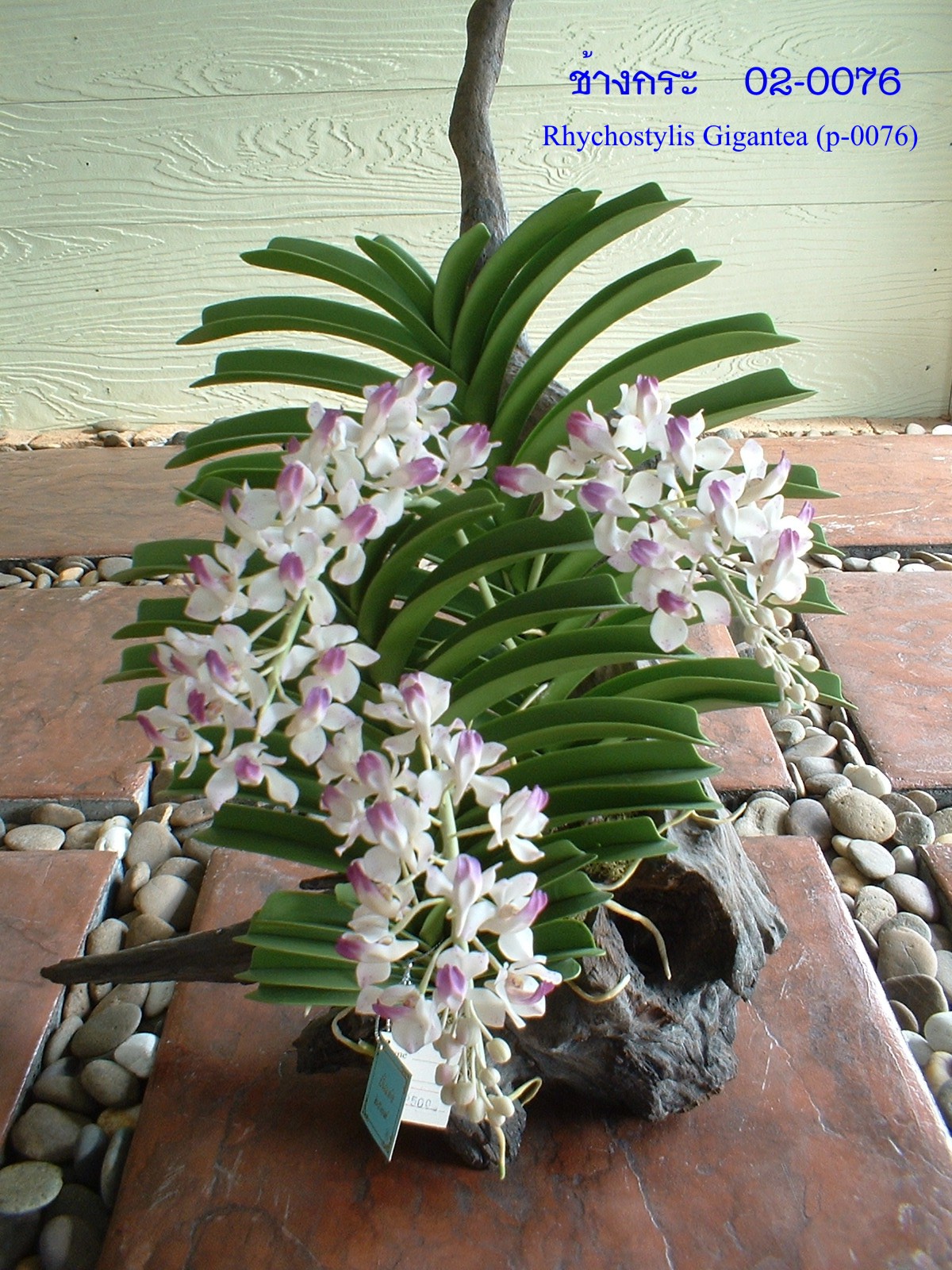 Rhychostylis Gigantea Leaf
