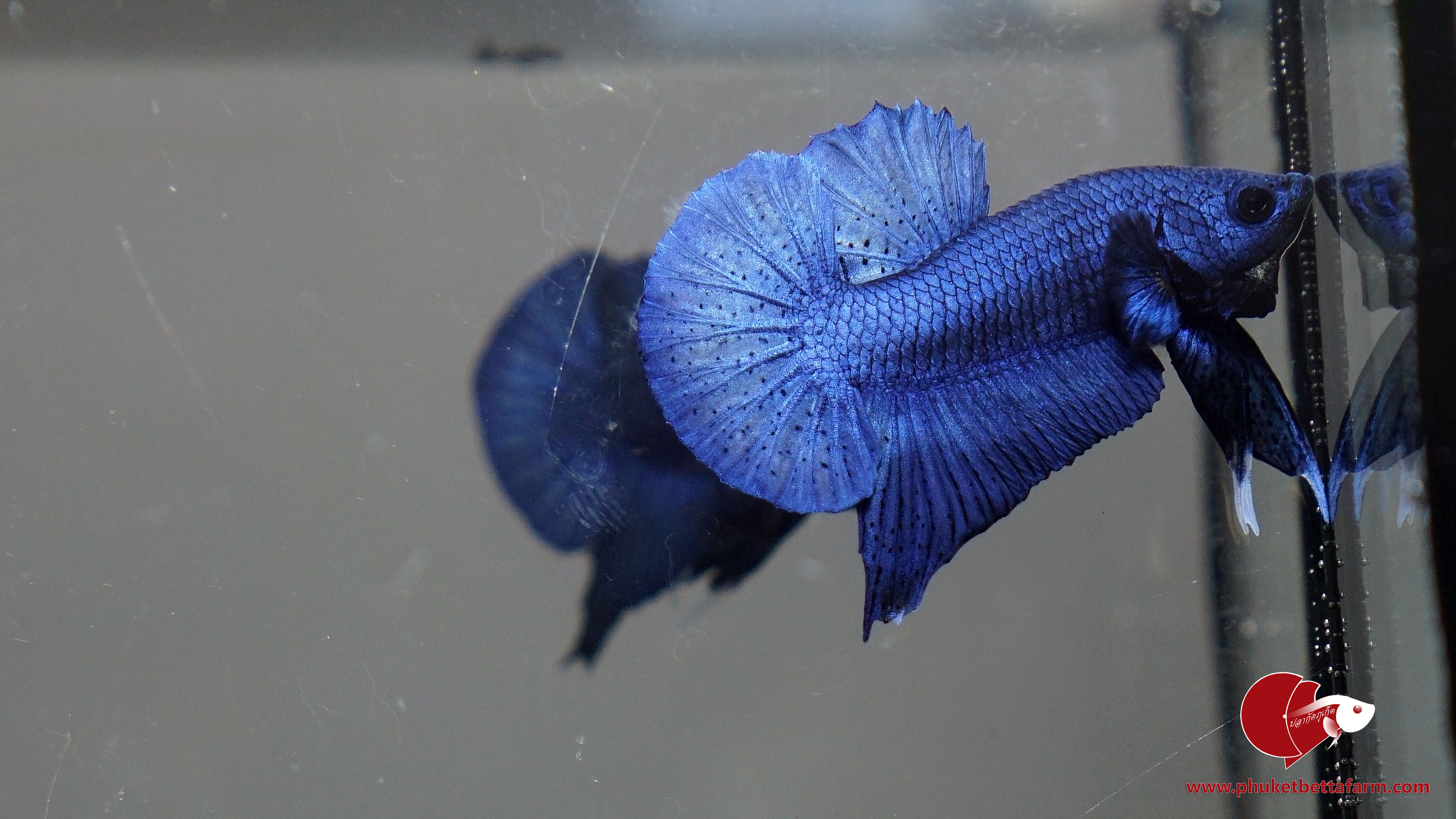 Super Blue Metallic ปลากัดซุปเปอร์บลูเมทัลลิค