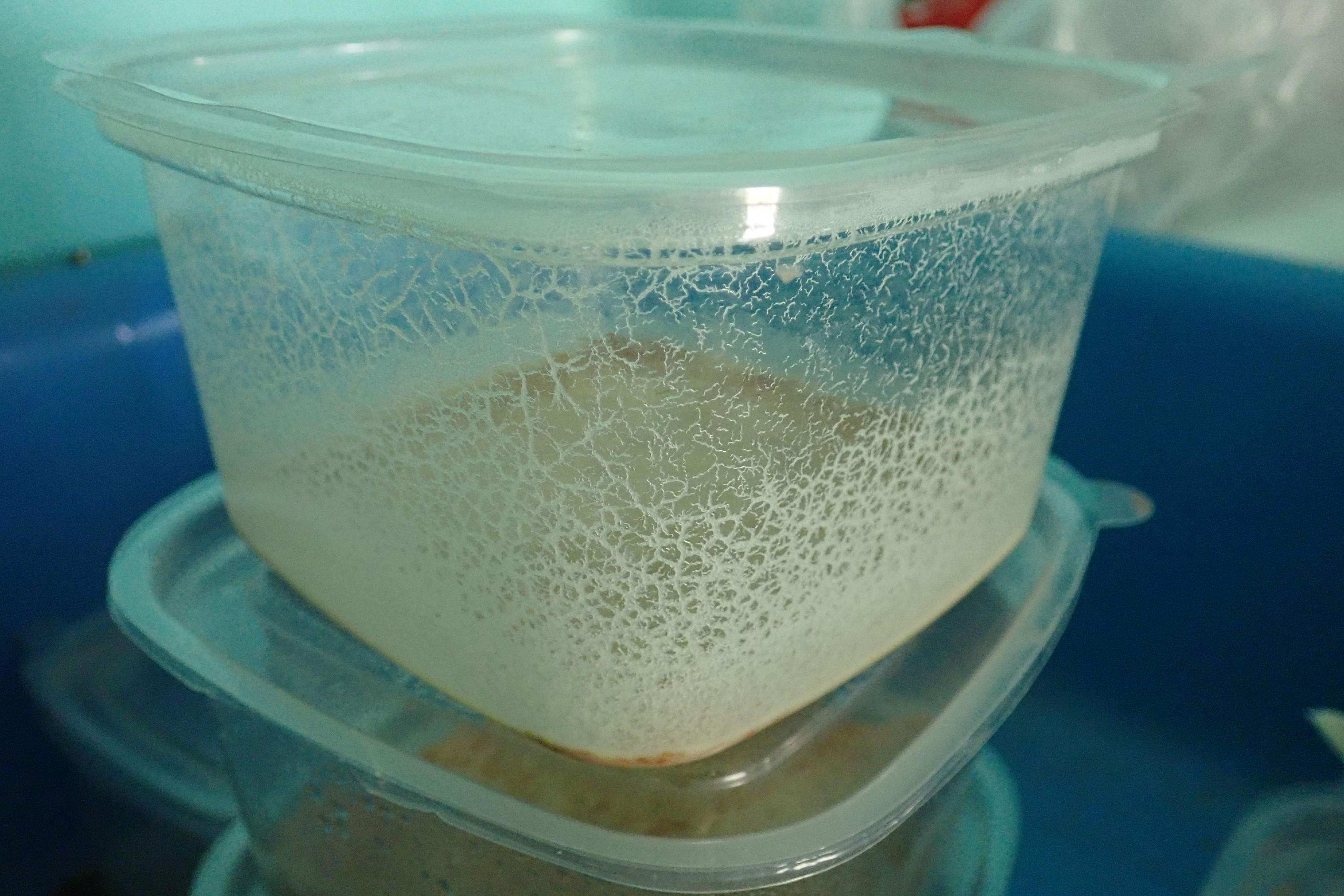 หัวเชื้ออาหารสด หนอนจิ๋ว / Micro worm