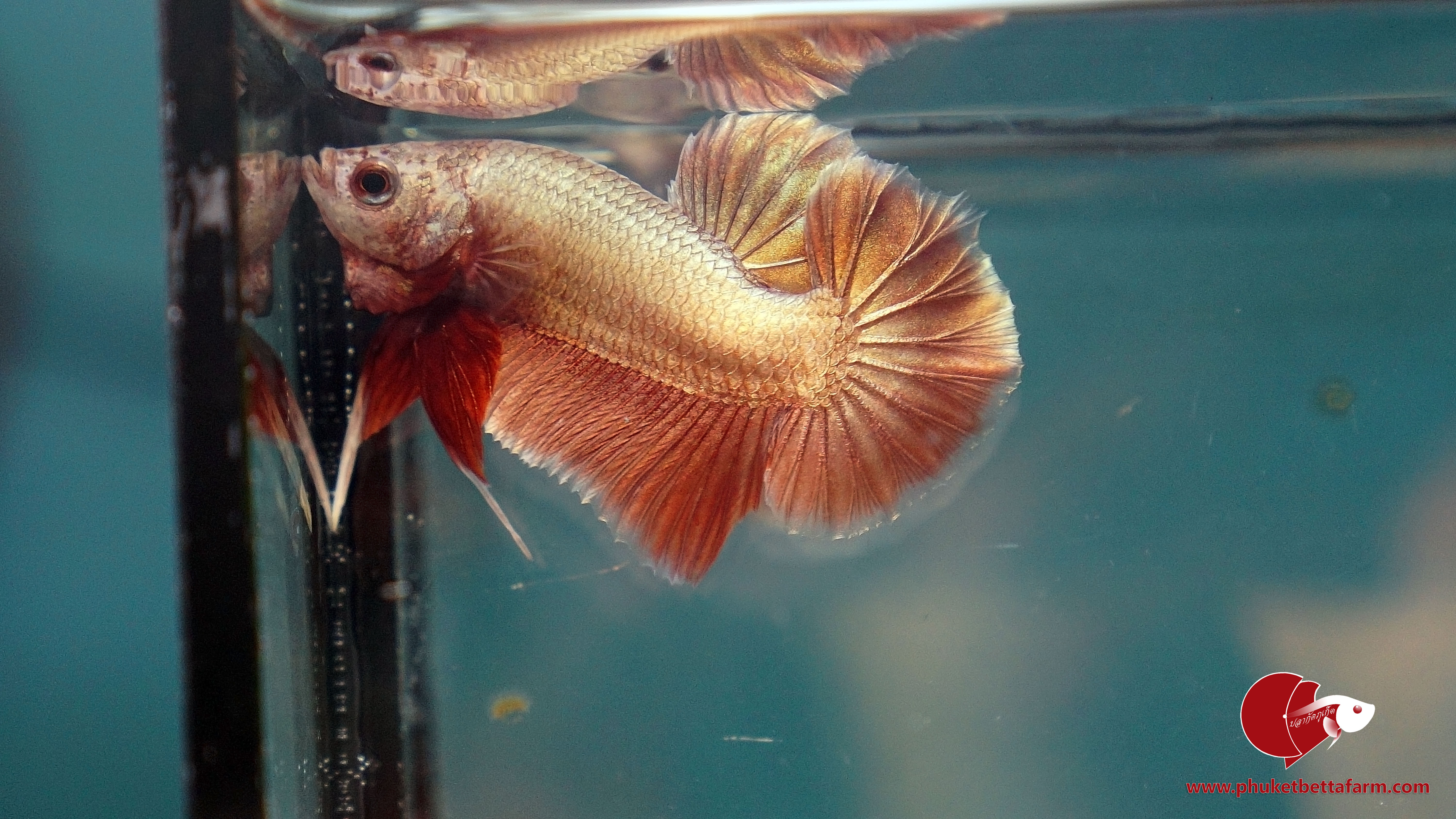 Red Gold ปลากัดทองแดง