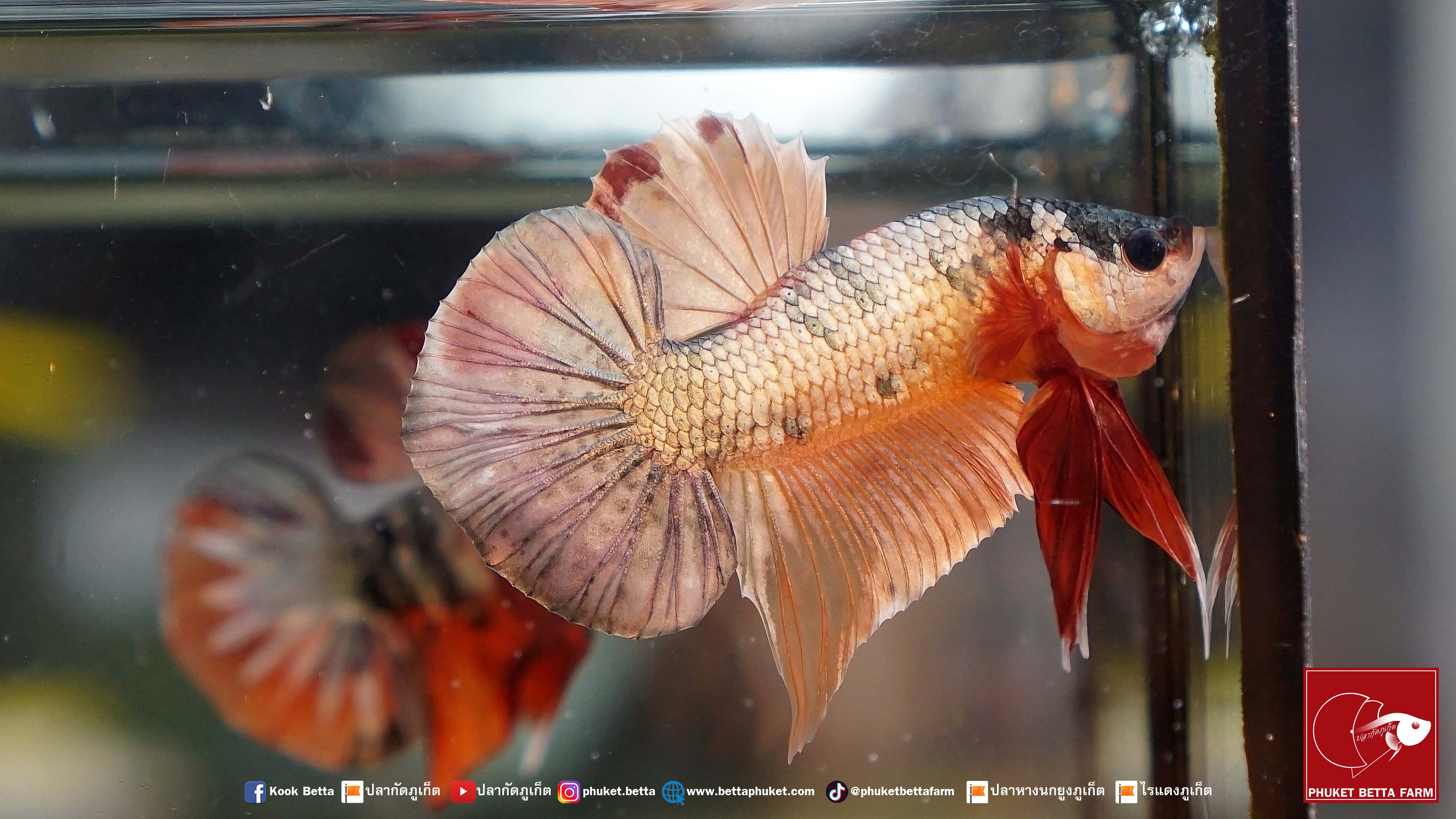 Galaxy Nemo Copper Gold ปลากัดกาแล็คซี่นีโม่คอปเปอร์ มุกทอง
