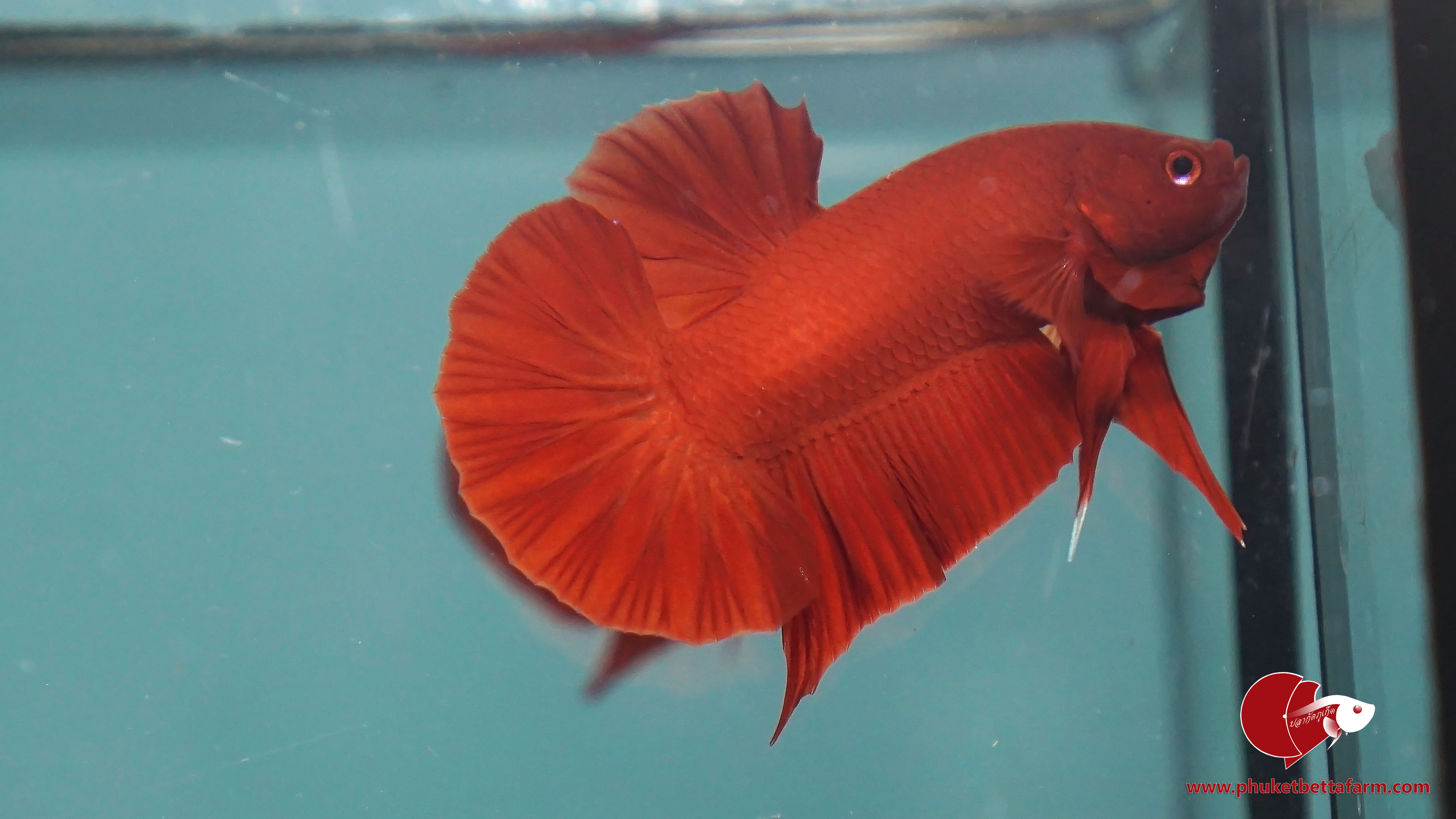 Super Red ปลากัดซุปเปอร์เรด