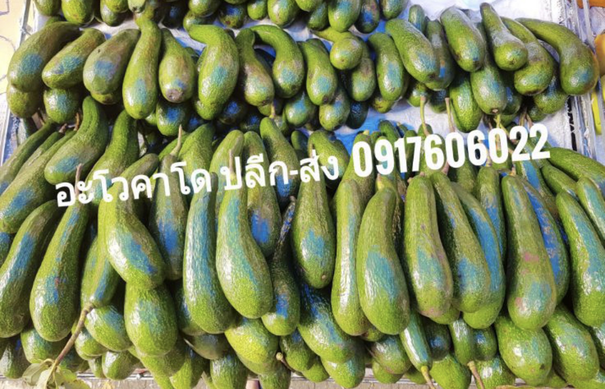 อะโวคาโด้ อะโวคาโด อโวคาโด้ อโวคาโด avocado อะโวคาโด้พื้นเมือง อะโวคาโด้พม่า อโวคาโด้พม่า อะโวคาโด้ไทย อะโวคาโด้เวียดนาม อโวคาโด้เวียดนาม อโวคาโด้ไทย อโวคาโด้คัดเกรด อะโวคาโด้อร่อย ผลไม้เมืองเหนือ อโวคาโด้พม่า 034