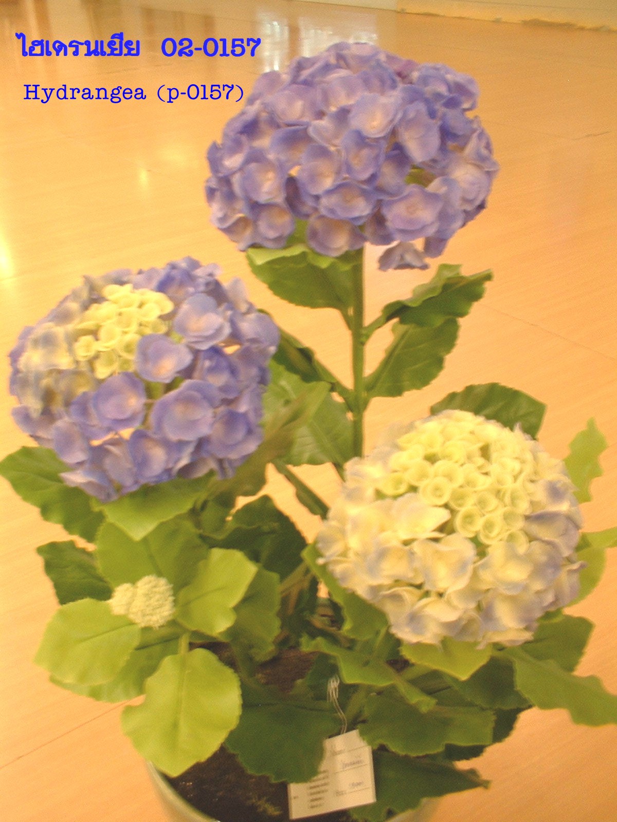 Hydrangea Flower