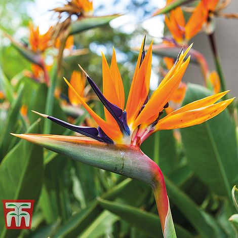 Bird of paradise (Medium)