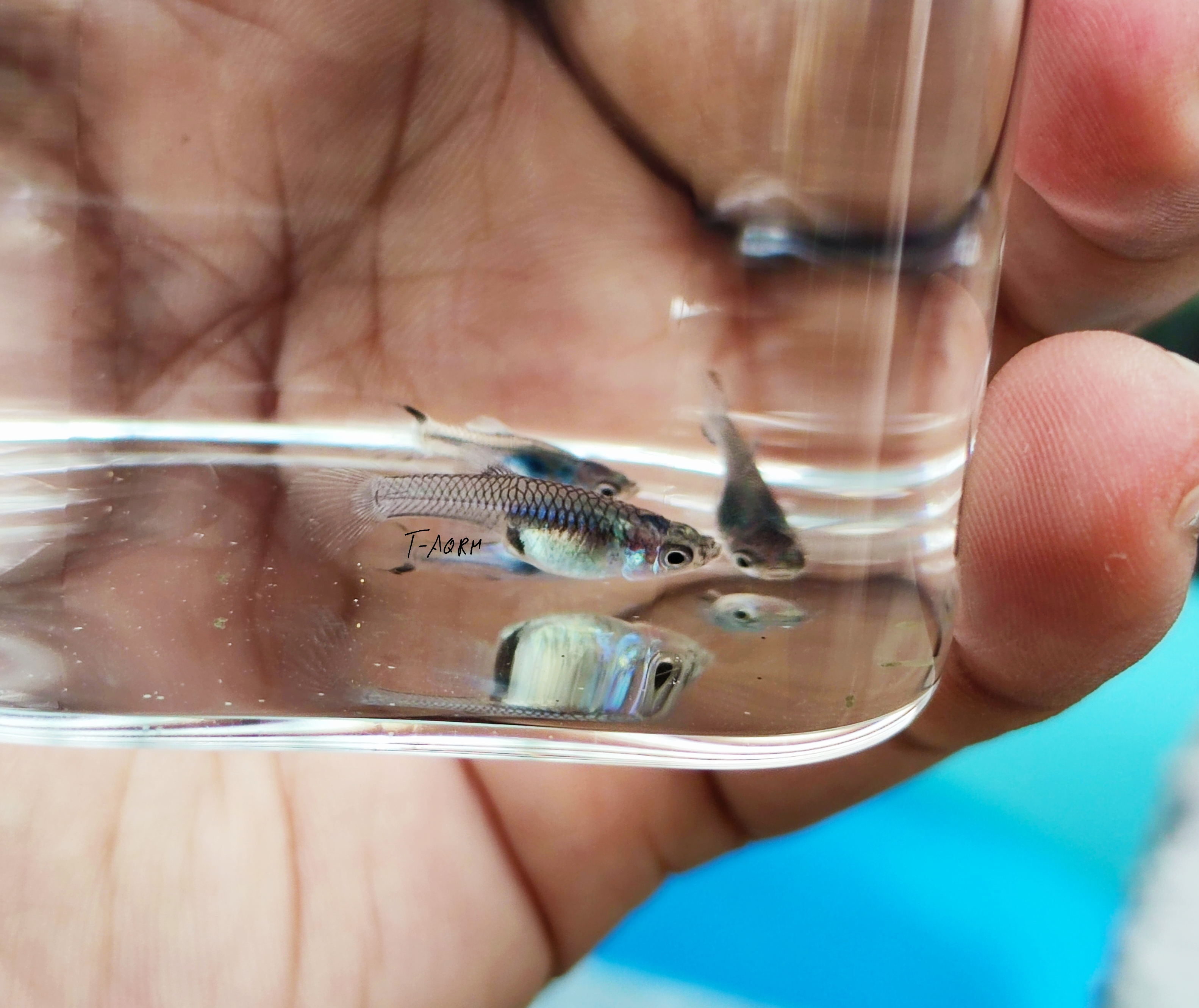 wild asian blau guppy, poecilia reticulata