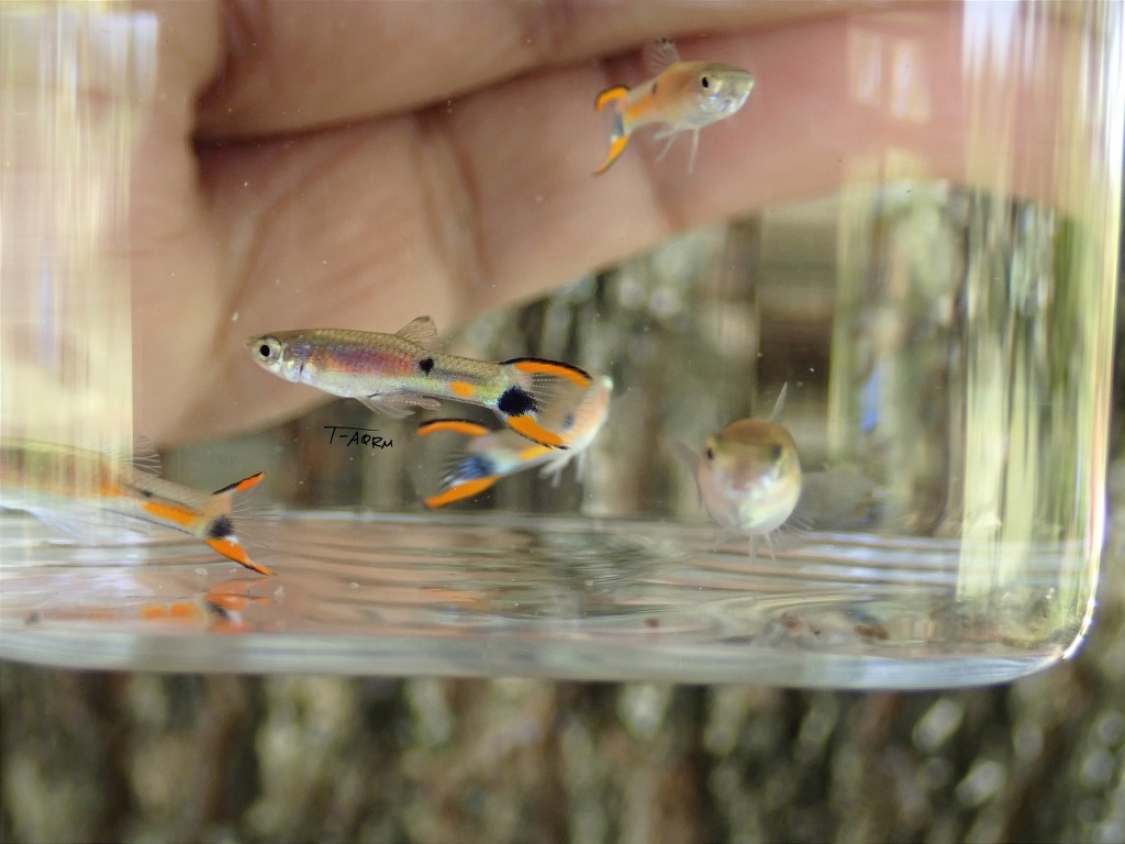 Campoma No.43,Lavender, Pure wingei 1คู่ (ผู้+เมีย)