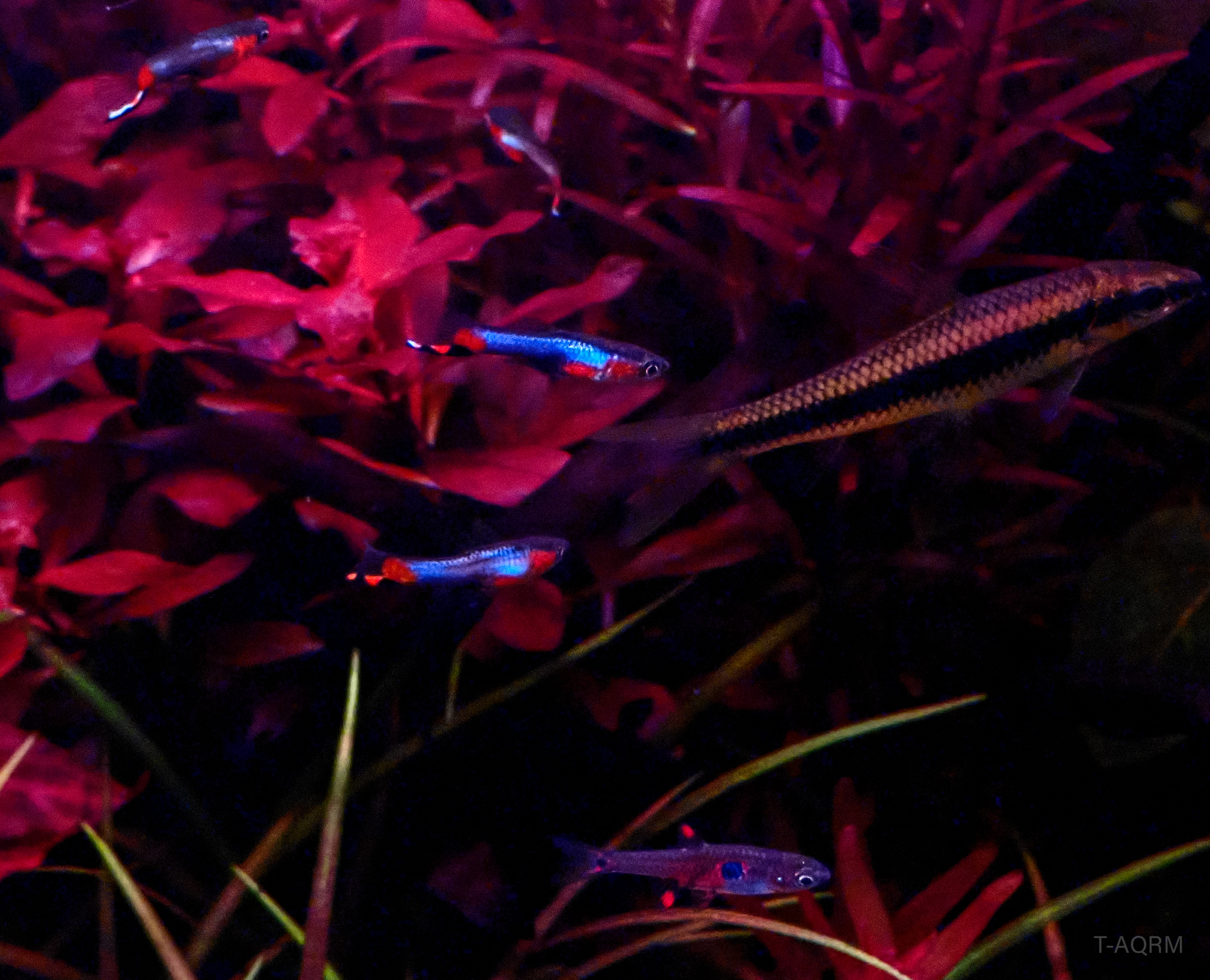 Campoma #47 Blue star, Pure wingei.1คู่ (ผู้+เมีย)