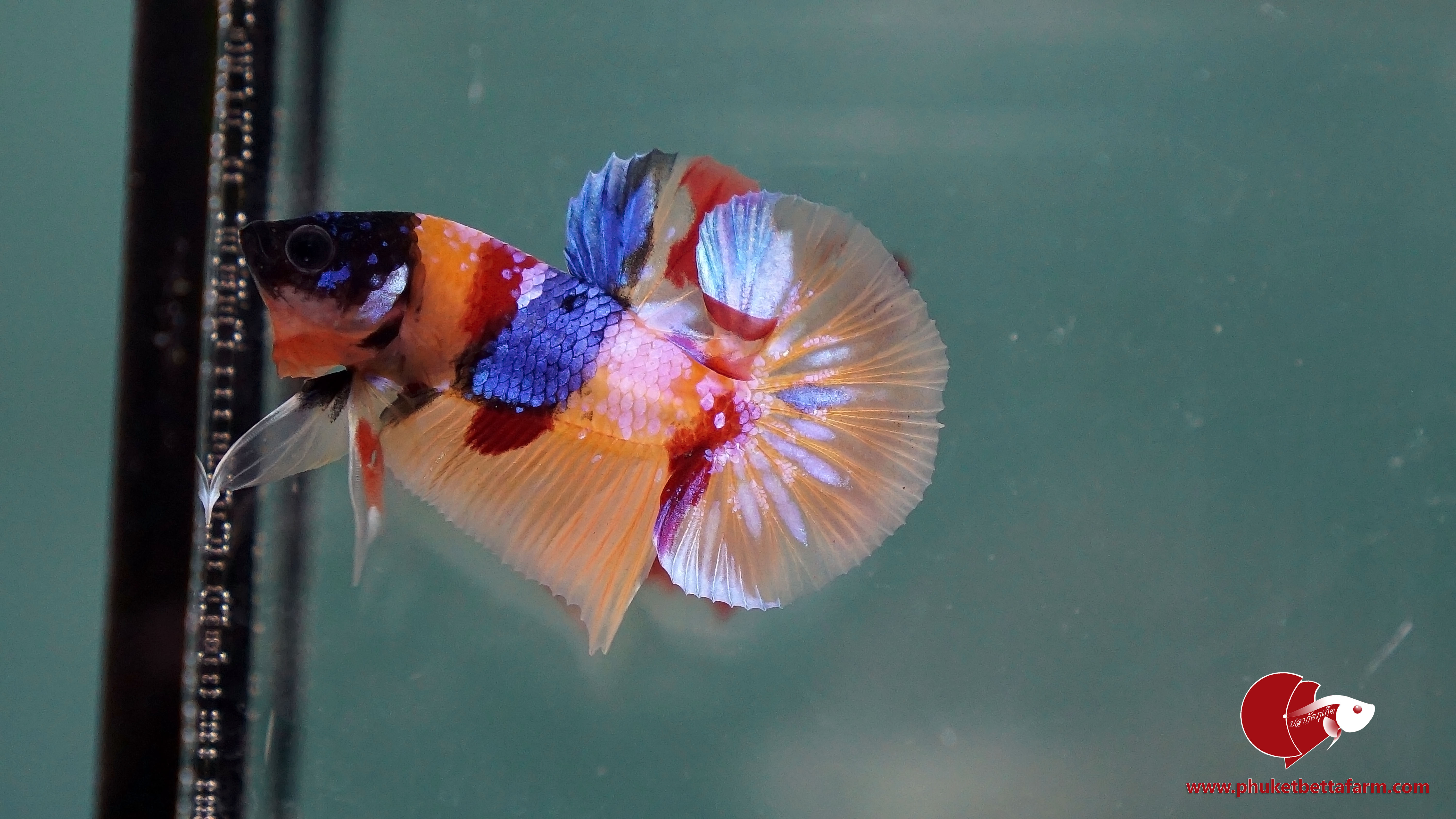 Nemo Multicolor ปลากัดนีโม่มัลติคัลเลอร์
