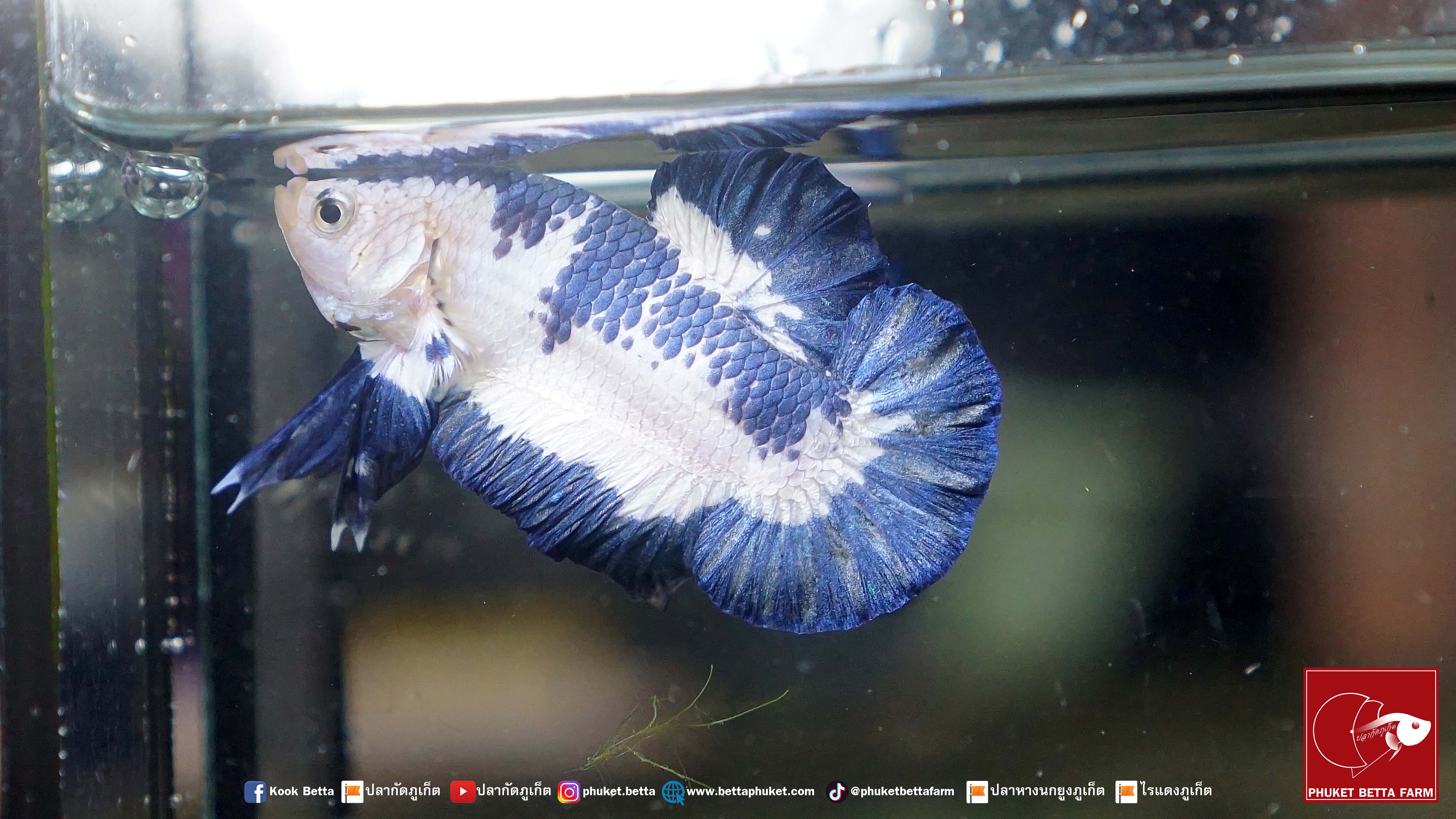 Blue Rim Marble ปลากัดมาเบิ้ล