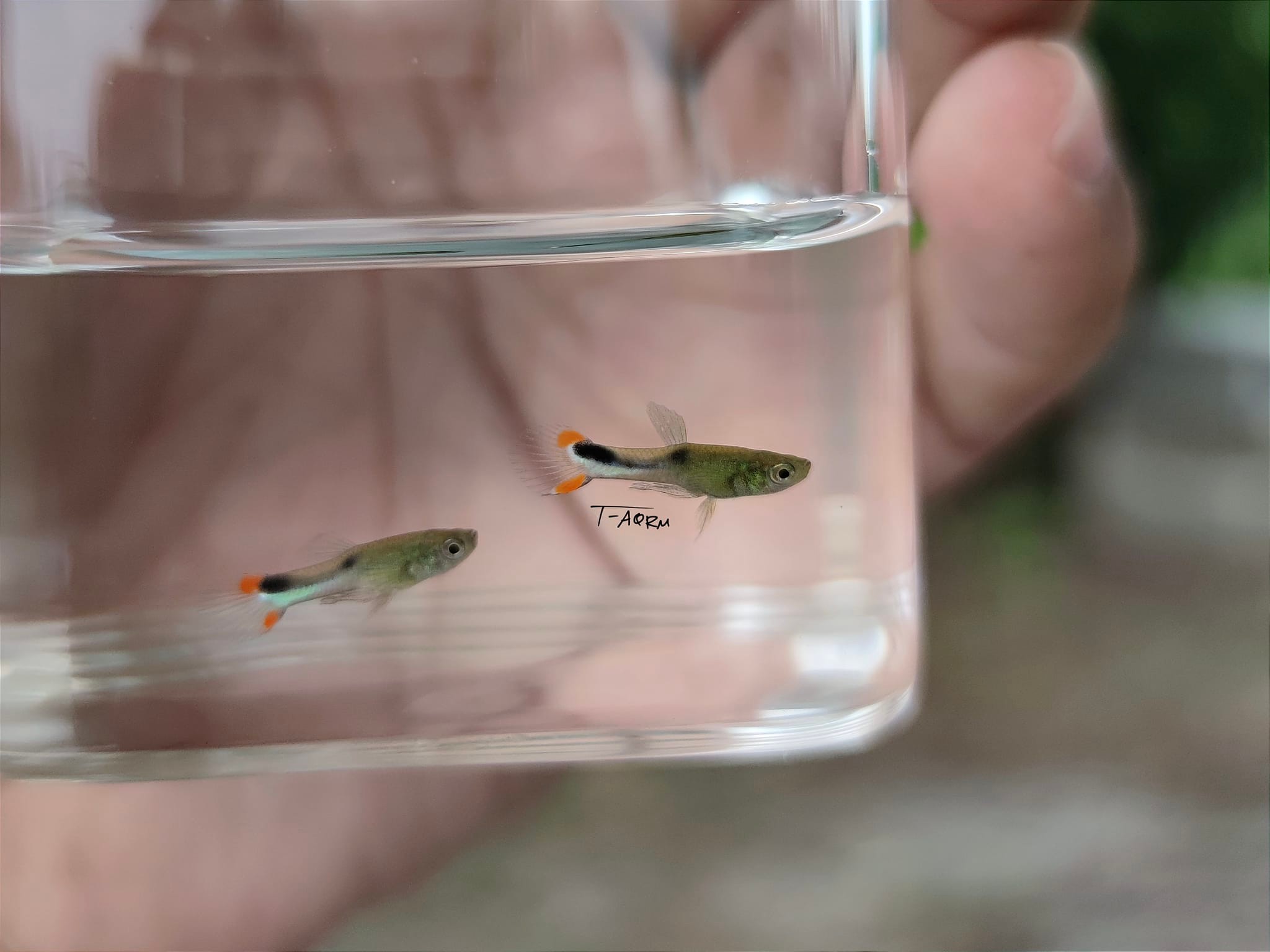 Cumana El Dorado, Pure wingei 1คู่ (ผู้+เมีย)