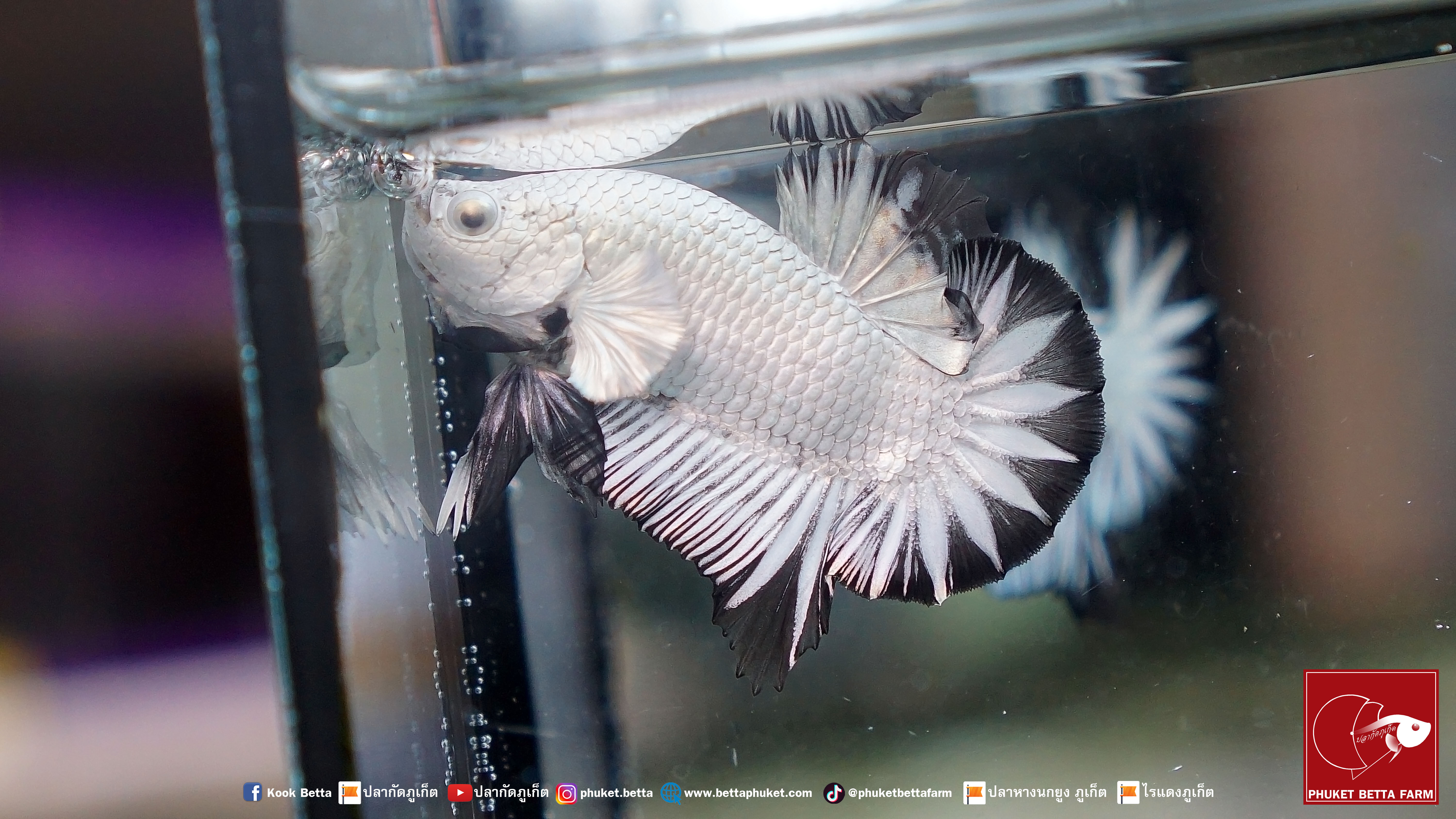 Black Dragon Snow Star Tail แบล็คดราก้อนสโนว์ หางดาว