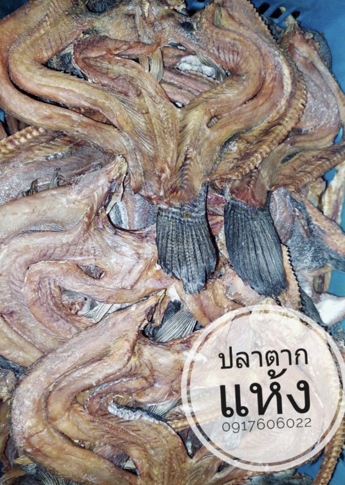 ปลาแห้ง ปลาช่อนแดดเดียว ปลาช่อนตากแห้ง ปลาแดดเดียว ปลาพม่า ปลาช่อนพม่า ปลาพม่าตากแห้ง ปลาตากแห้ง ปลาหัวยุ่ง ปลาทู ขายส่งปลาแห้ง